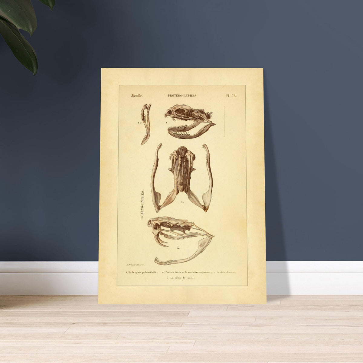 Pelamische Seeschlange und Klapperschlange: Illustrationen. Anatomische Illustrationen von Schädelschädeln von Schlangen, einschließlich der Pelagischen Seeschlange und der Klapperschlange, mit Ansichten des Oberkiefers und des Kopfes im Profil.