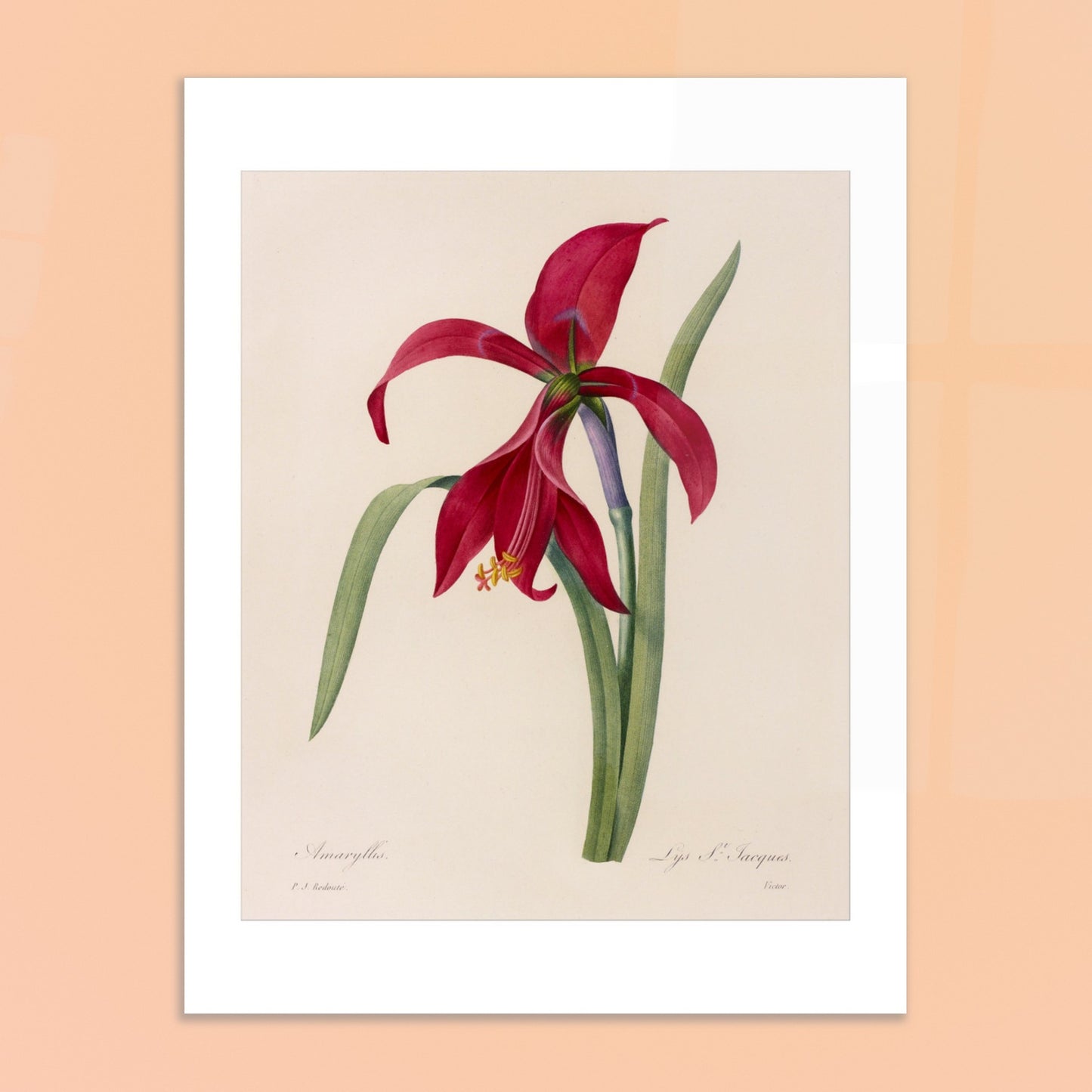 Illustration de l'Amaryllis Formosissima par Pierre-Joseph Redouté. Illustration naturaliste d'une fleur d'Amaryllis Formosissima par Pierre-Joseph Redouté, avec ses feuilles vertes. Image d'illustration 6