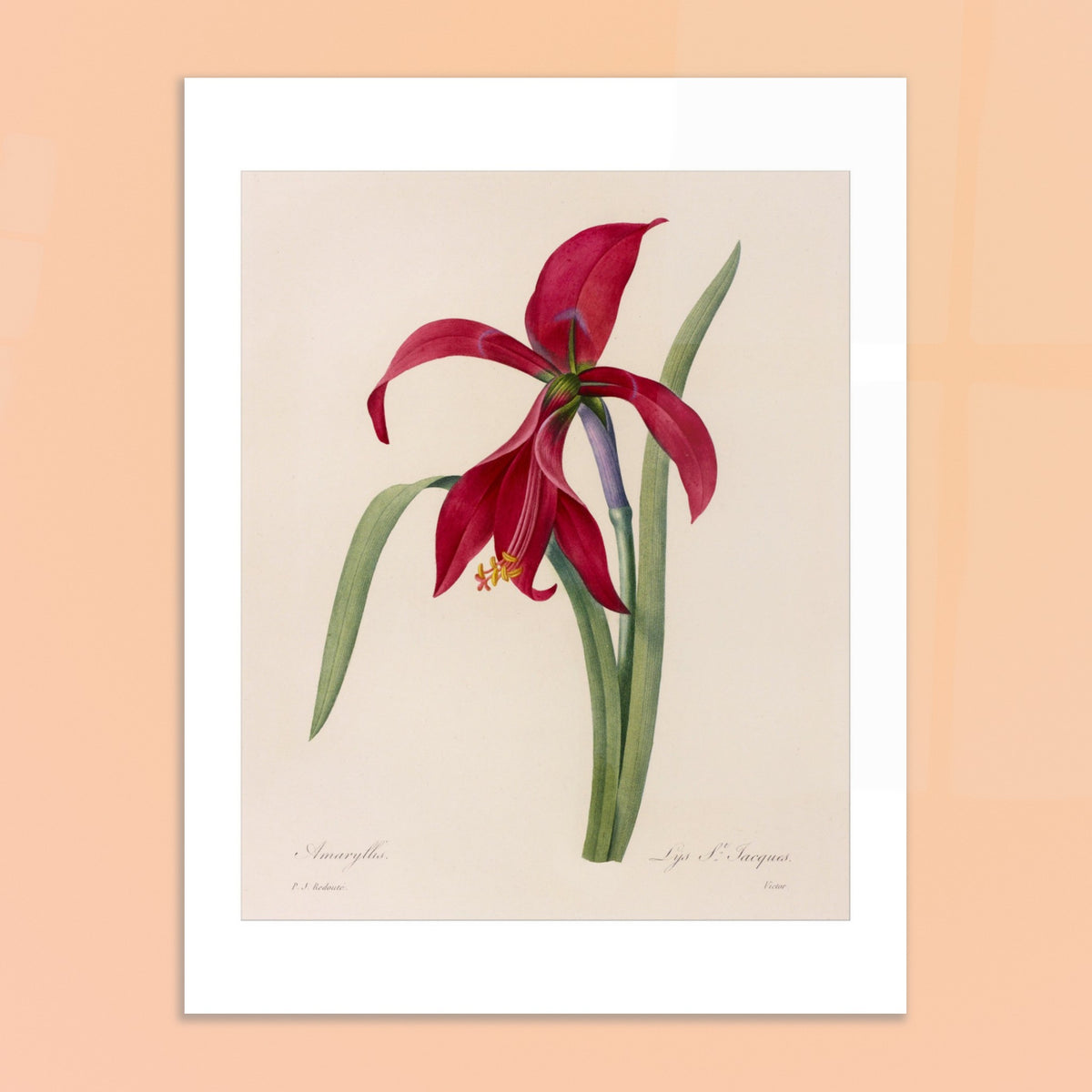 Illustration der Amaryllis Formosissima von Pierre-Joseph Redouté. Naturkundliche Illustration einer Amaryllis Formosissima Blüte von Pierre-Joseph Redouté, mit ihren grünen Blättern.