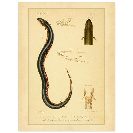 Reproduktion von zweizehender und dreizehender Amphiuma: Herpetologie (30x40 cm). Herpetologische Tafel mit der Darstellung eines zweizehigen Amphiuma (1) mit Kopf im Profil (1a) und Kloake (1b) sowie einem dreizehigen Amphiuma-Kopf von oben (2) und im Profil (2a).