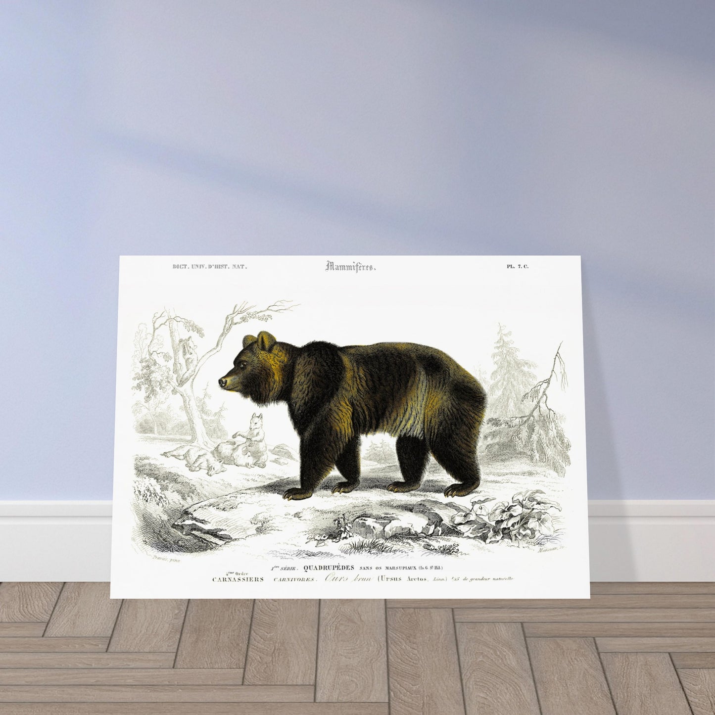 Planche naturaliste ancienne : Ours brun par Charles d'Orbigny. Illustration naturaliste d'un ours brun imposant dans un paysage boisé avec des renards en arrière-plan. Image d'illustration 5