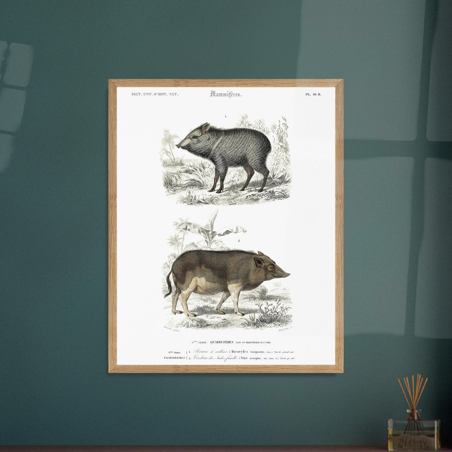 Illustration ancienne de pécari et cochon des Indes - Orbigny. Planche gravée du XIXe siècle montrant deux mammifères : en haut un pécari à collier et en bas un cochon des Indes femelle. Image d'illustration 6