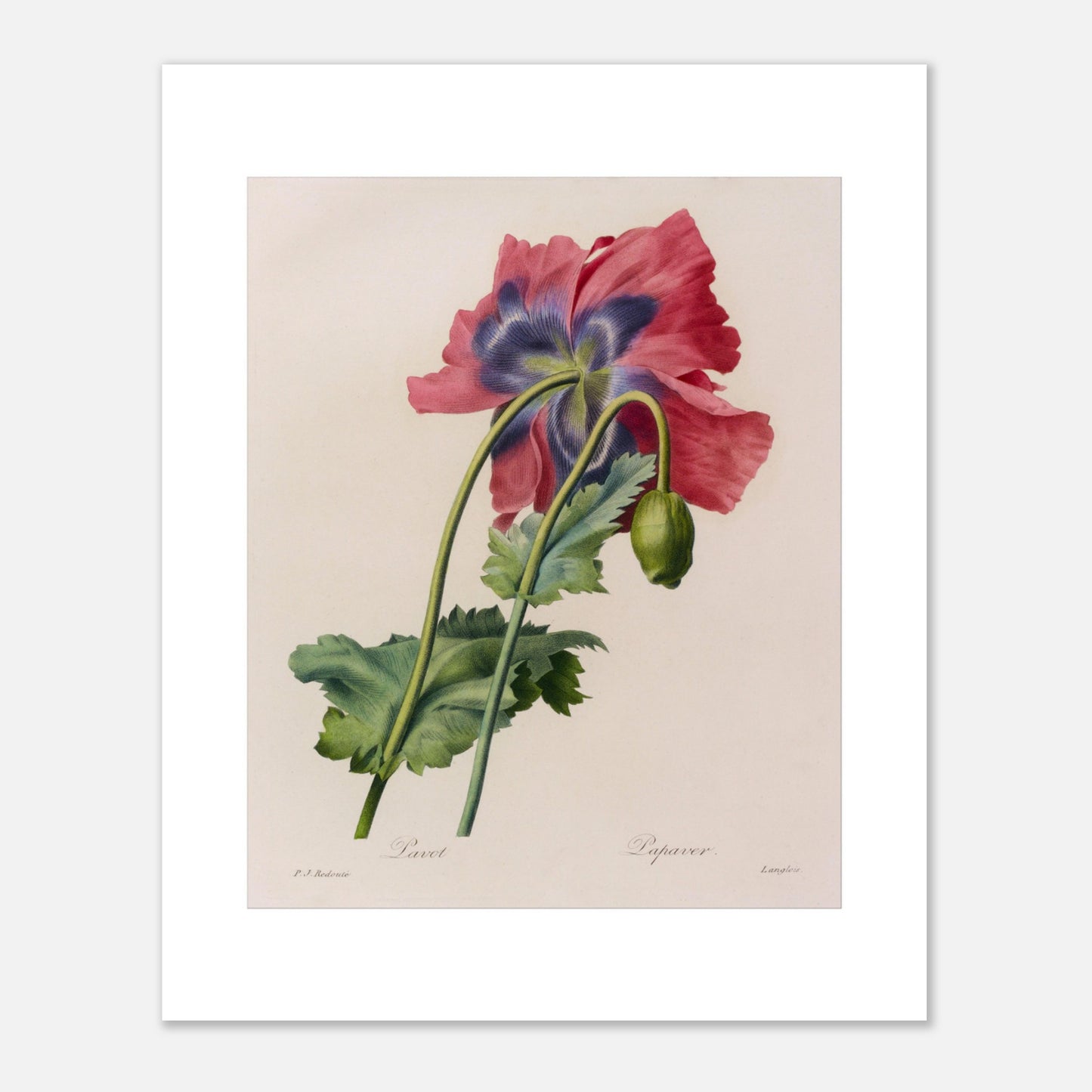 Illustration botanique ancienne Pavot par Pierre-Joseph Redouté (40x50 cm). Planche botanique de Pierre-Joseph Redouté représentant un pavot aux pétales roses et violets, avec un bouton non éclos.
