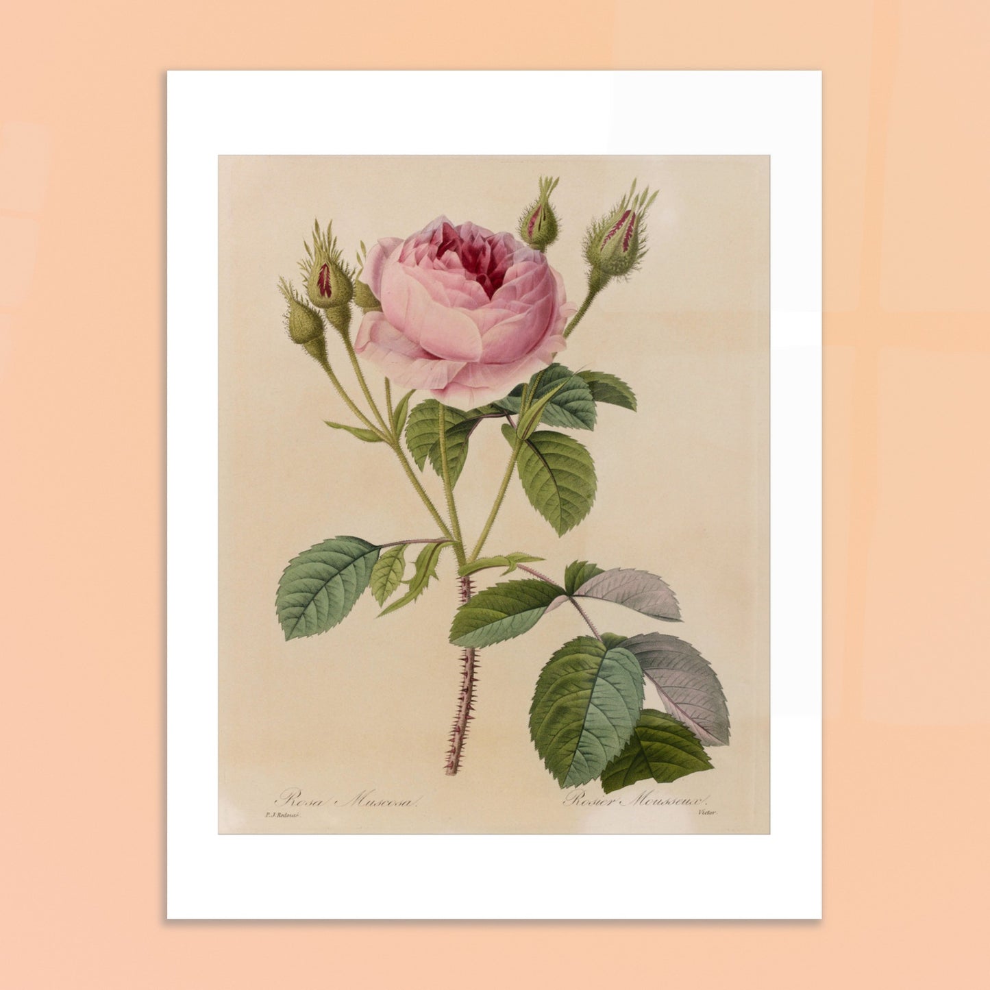 Illustration botanique ancienne Rosa Muscosa par Pierre-Joseph Redouté. Gravure naturaliste ancienne de Pierre-Joseph Redouté représentant une Rosa Muscosa, un rosier avec une fleur rose, de nombreux boutons et des feuilles vertes, le tout sur un fond crème. Image d'illustration 6