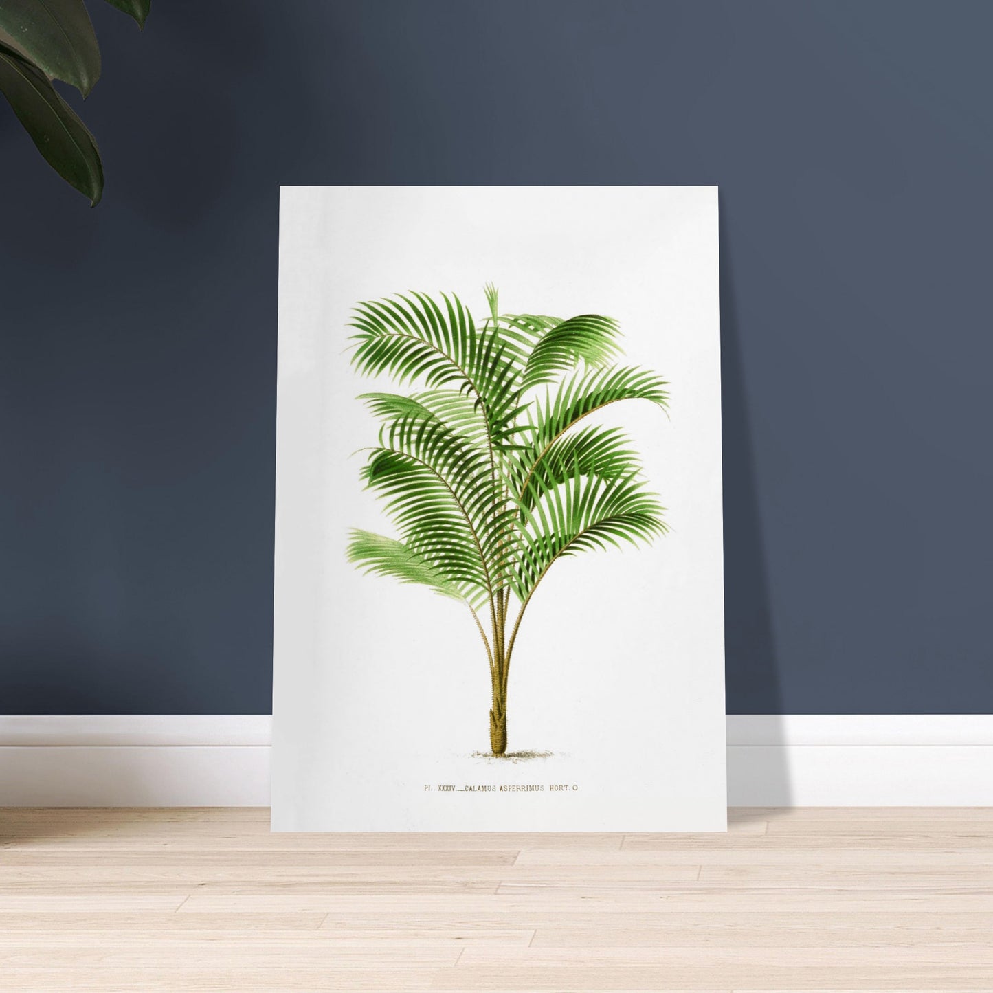 Illustration botanique : Calamus Asperrimus de l'3le de Java. Gravure botanique du Calamus Asperrimus, un palmier élancé avec des feuilles vertes et un tronc couvert d'épines. La plante est dessinée sur un fond blanc, avec une légende en dessous. Image d'illustration 9