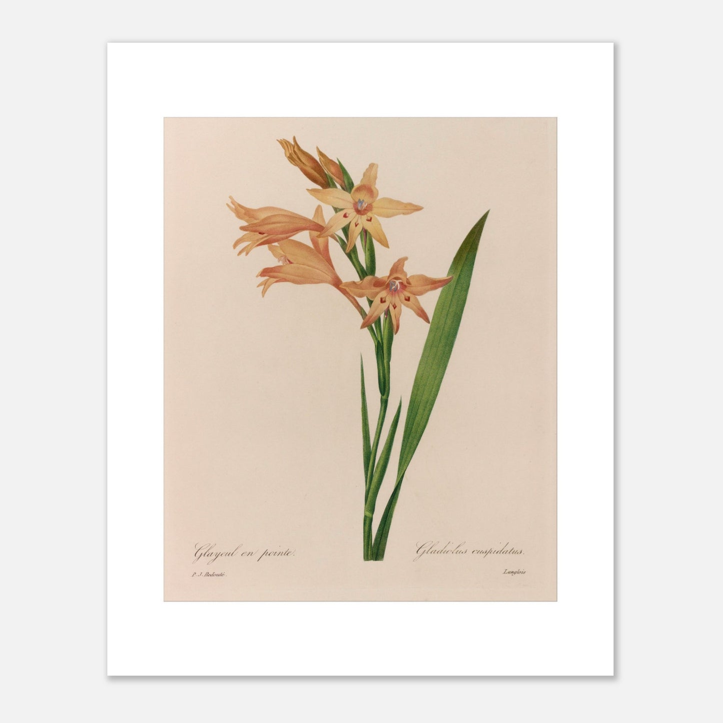 Illustration botanique ancienne Glaïeul en Pointe par P.J. Redouté (40x50 cm). Planche botanique d'un Glaïeul en Pointe par Pierre-Joseph Redouté, illustrant des fleurs orange pâle aux formes étoilées avec des taches rouges au centre, sur une tige verte avec une longue feuille.