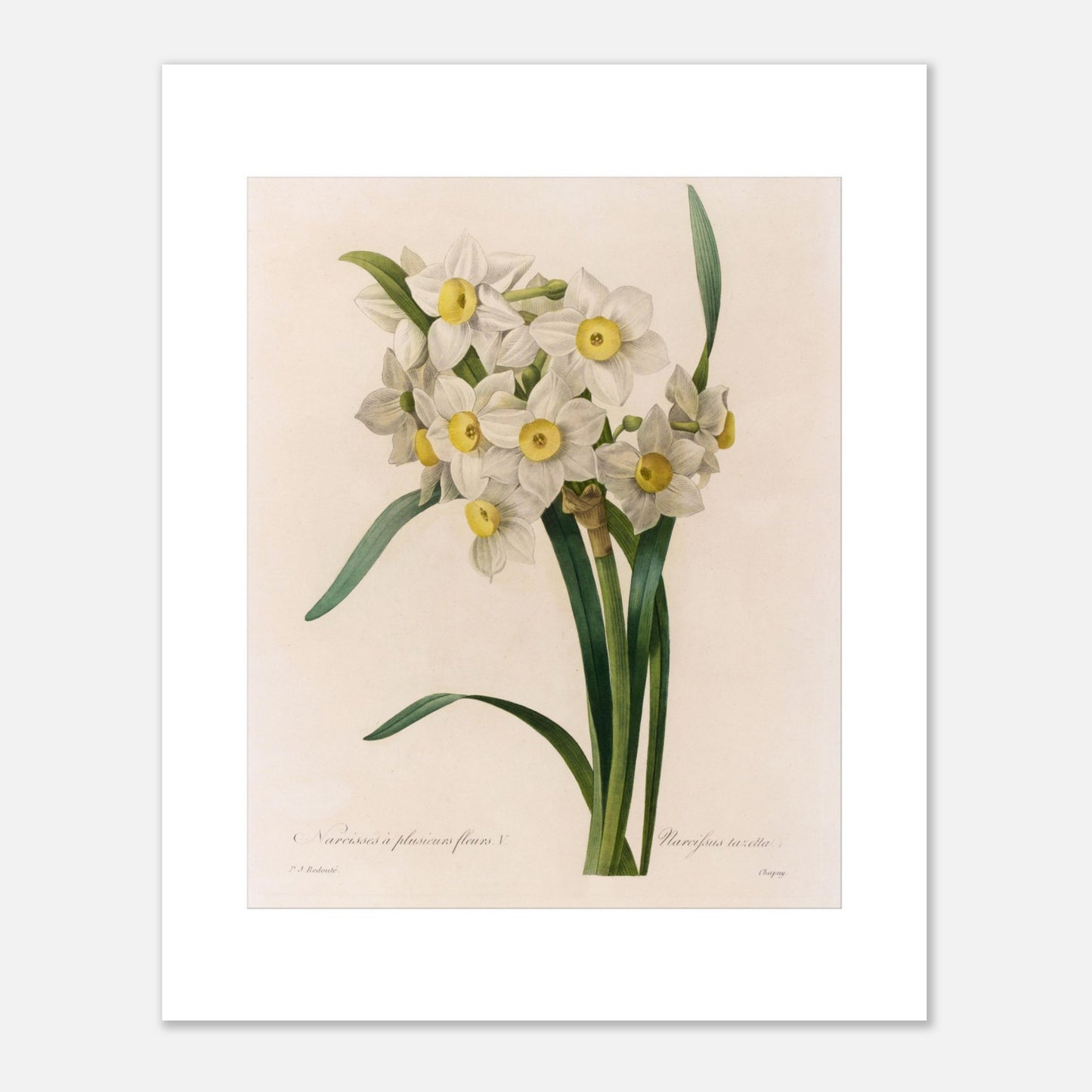 Illustration botanique Narcisse à Plusieurs Fleurs, autre variété par Pierre-Joseph Redouté (40x50 cm). Illustration botanique ancienne de Narcisse à plusieurs fleurs par Pierre-Joseph Redouté, présentant un bouquet de petites fleurs blanches à cœur jaune.