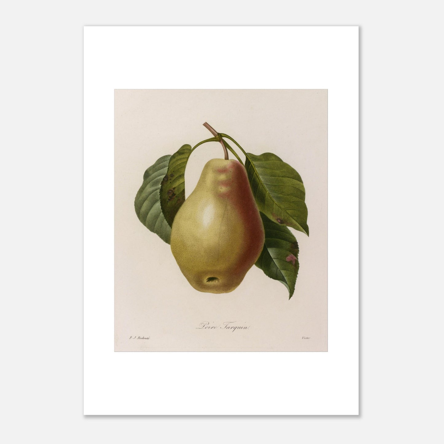 Illustration botanique Poire Tarquin par Pierre-Joseph Redouté (42x59,4 cm (A2)). Planche botanique ancienne de Pierre-Joseph Redouté représentant une poire Tarquin (Poire Tarquin) sur sa tige avec des feuilles vertes.