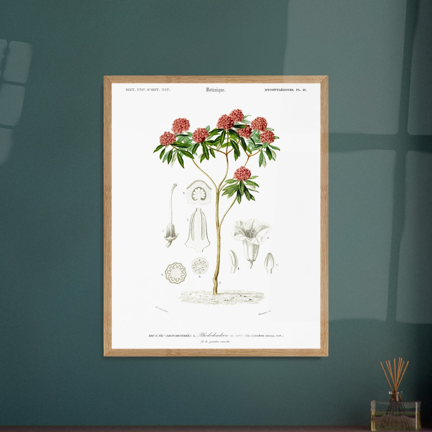 Illustration botanique : Rhododendron en arbre par Charles d'Orbigny. Illustration botanique d'un rhododendron en arbre, avec des détails de ses fleurs, feuilles et différentes parties de la plante. Image d'illustration 6