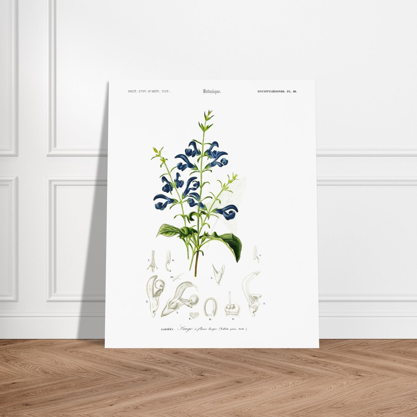 Illustration botanique : Sauge à fleurs larges – Charles d'Orbigny. Planche botanique ancienne illustrant la sauge à fleurs larges, avec des fleurs bleues, des feuilles vertes et des détails anatomiques. Image d'illustration 6