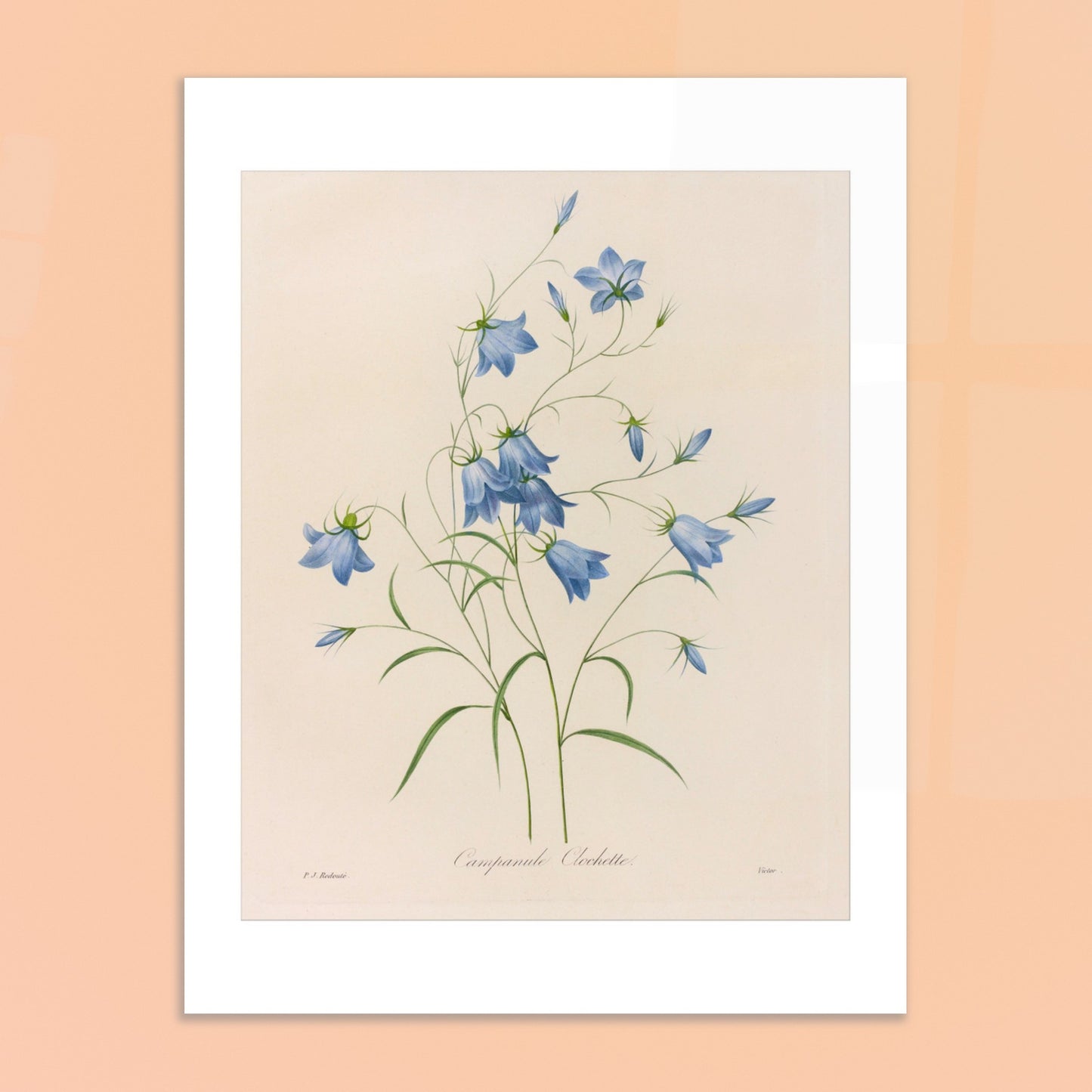 Illustration naturaliste d'un bouquet de Campanules par Redouté. Planche botanique de Pierre-Joseph Redouté représentant un bouquet de campanules bleues, avec leurs tiges et feuilles vertes, sur fond crème. Image d'illustration 6