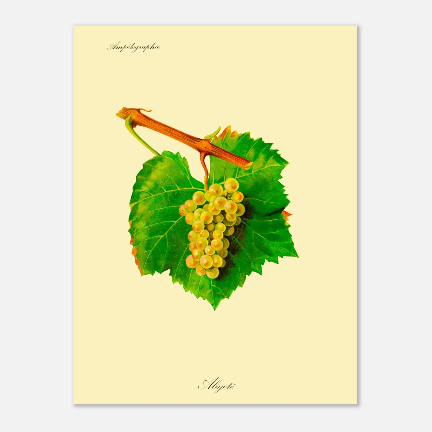 Illustration du cépage Aligoté, planche de l'Ampélographie de Viala et Vermorel (30x40 cm). Illustration botanique d'une grappe de raisin Aligoté blanche-jaunâtre avec une feuille verte et une partie de branche sur fond beige.