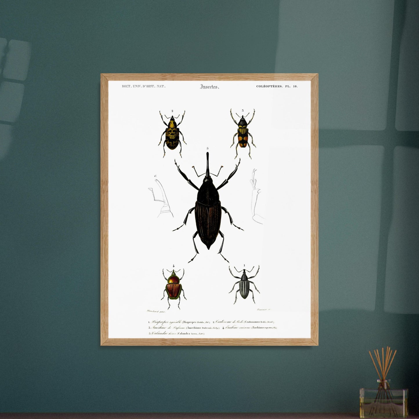 Illustration de coléoptères : Diaprèpe agréable et insectes variés. Planche d'insectes du "Dictionnaire Universel d'Histoire Naturelle" de Charles d'Orbigny, représentant cinq types de coléoptères numérotés, avec des détails anatomiques. Image d'illustration 6