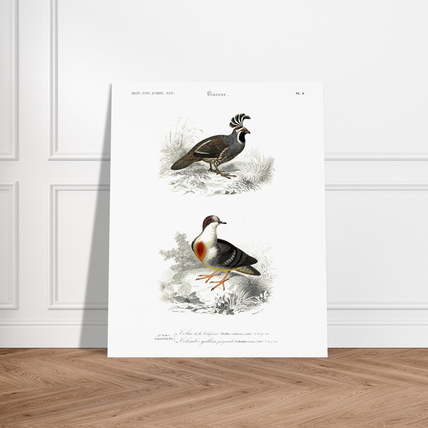 Illustration naturaliste : Colin de la Californie par Charles d'Orbigny. Planche naturaliste montrant deux oiseaux : un oiseau de type colin avec une crête distinctive et un autre oiseau ressemblant à une colombe avec un plastron rouge, le tout dans un environnement végétal. Image d'illustration 6