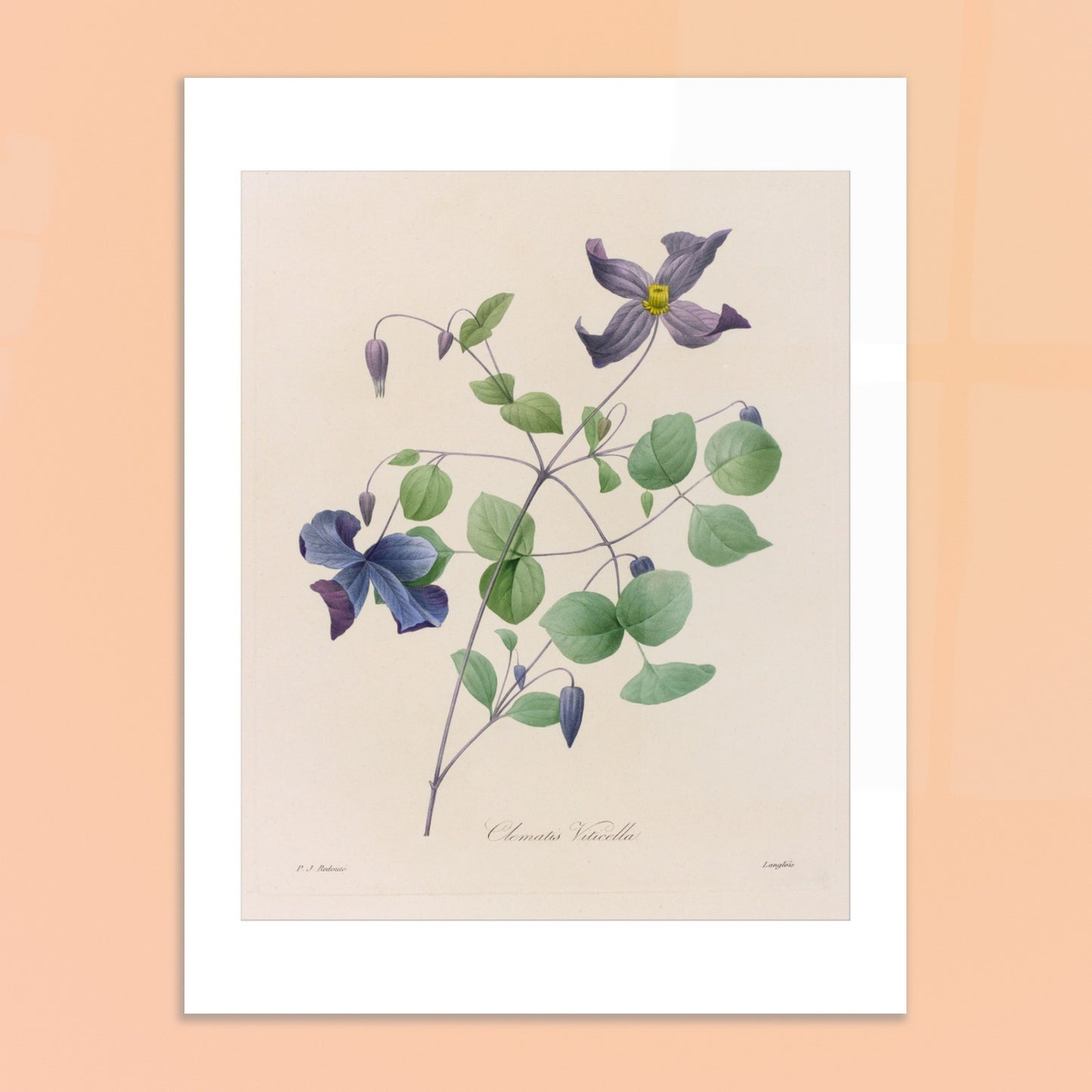 Planche botanique de la Clematis Viticella par Pierre-Joseph Redouté. Planche botanique de Pierre-Joseph Redouté représentant une plante de Clematis Viticella aux fleurs bleues et violettes avec des feuilles vertes. Image d'illustration 6