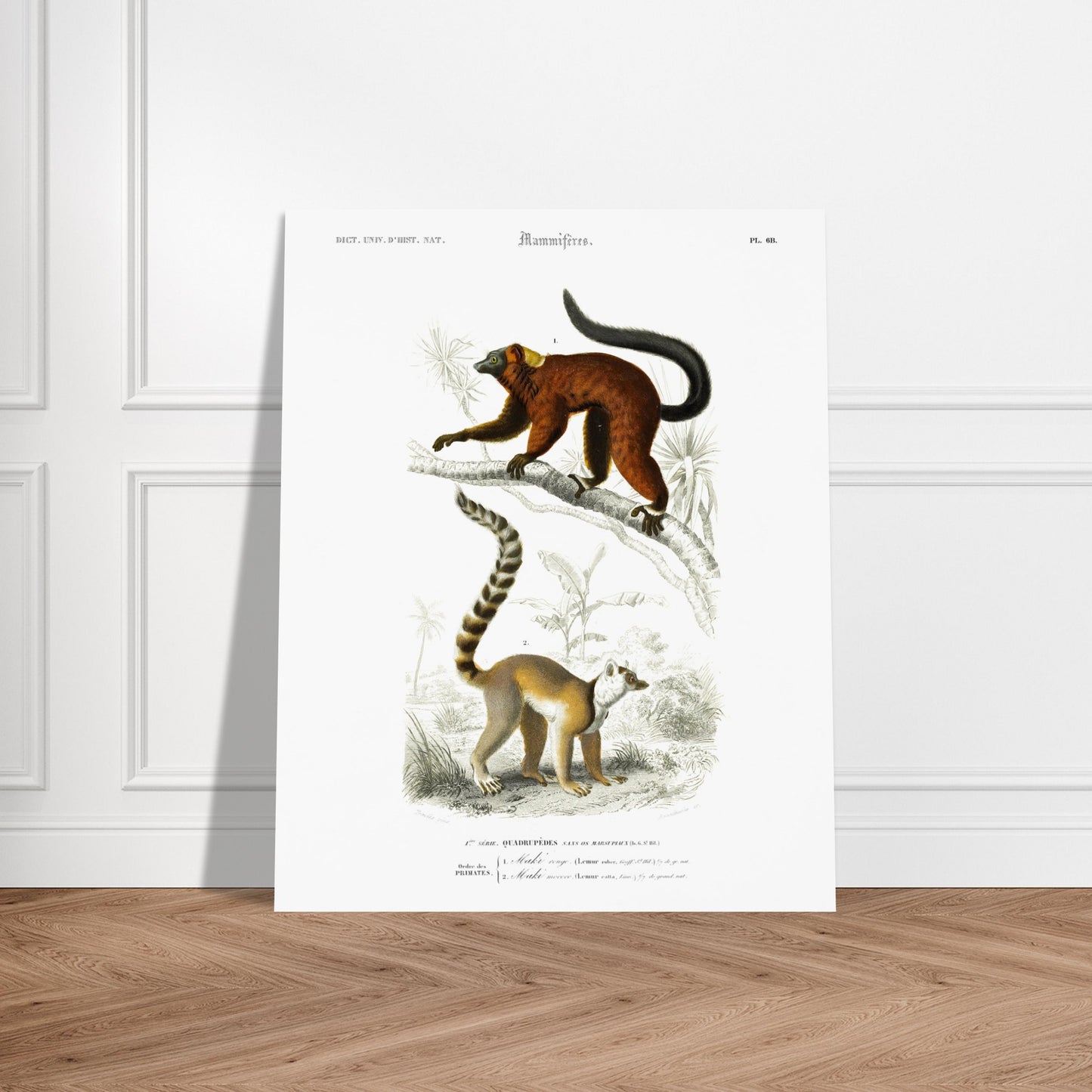 Illustration de primates : Maki rouge et Maki Mococo — d'Orbigny. Planche d'histoire naturelle du Dictionnaire Universel d'Histoire Naturelle de Charles d'Orbigny, montrant deux lémuriens perchés sur une branche, avec des détails botaniques en arrière-plan. Image d'illustration 6