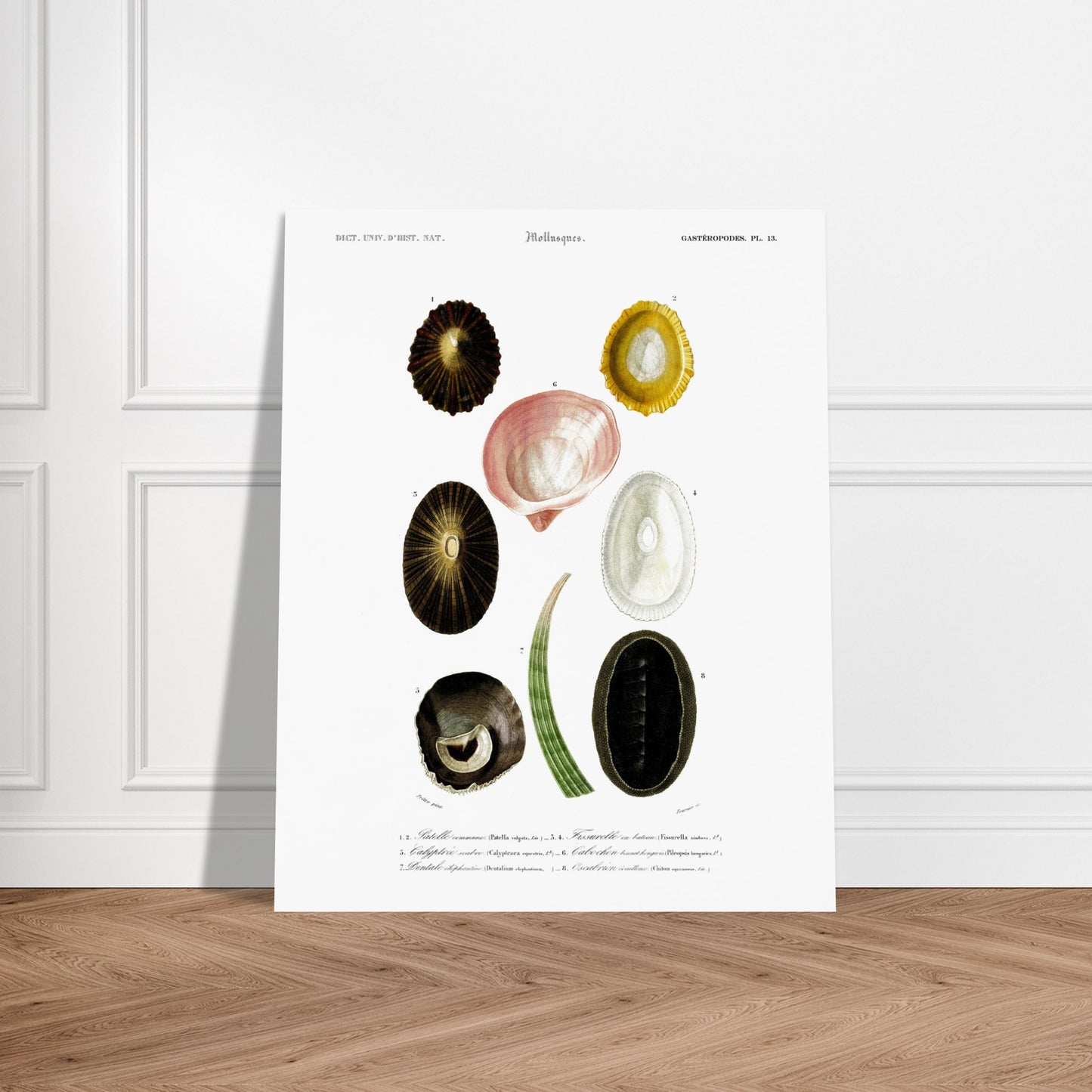 Illustration naturaliste de Dentale éléphantine et Mollusques - d'Orbigny. Illustration scientifique du Dictionnaire Universel d'Histoire Naturelle de Charles d'Orbigny, montrant plusieurs mollusques, dont une patelle commune et un chiton. Image d'illustration 6