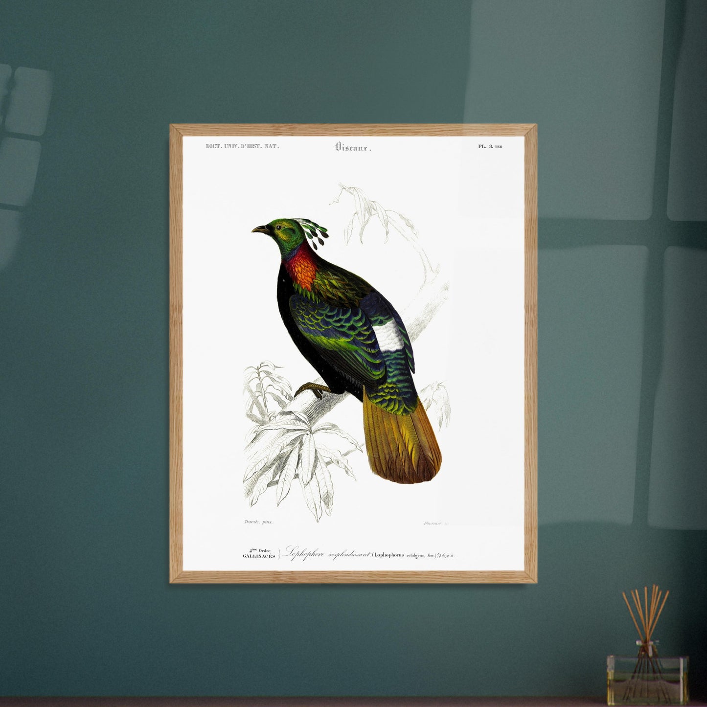 Illustration naturaliste Lophophore resplendissant - Charles d'Orbigny. Planche naturaliste d'un Lophophore resplendissant, un oiseau aux couleurs vives, perché sur une branche d'arbre avec des feuilles dessinées au trait. Image d'illustration 6