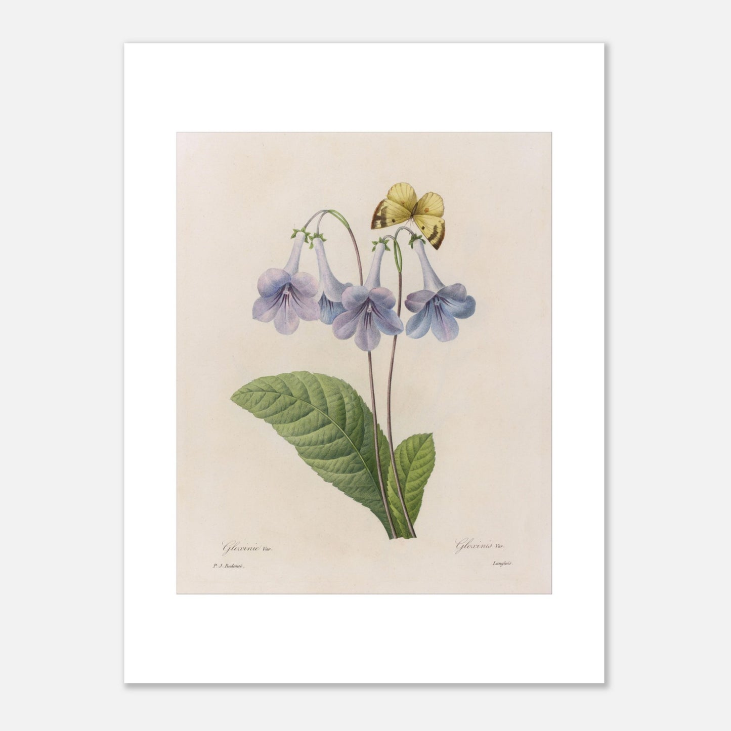 Planche botanique Streptocarpus Rexii et papillon, P.J. Redouté (30x40 cm). Planche botanique par Pierre-Joseph Redouté, montrant des fleurs bleues de Streptocarpus Rexii et un papillon jaune posé sur une fleur.