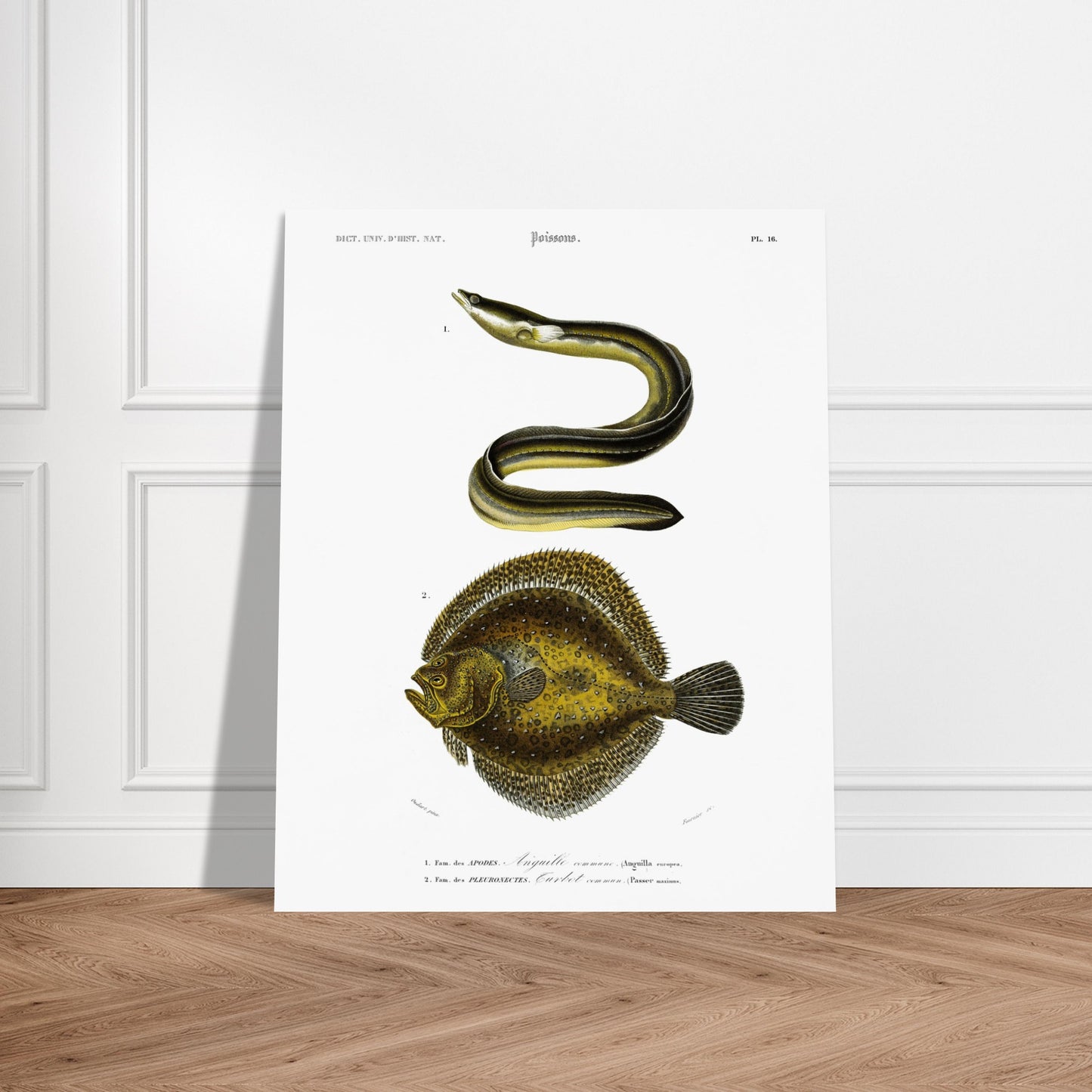 Illustration de poissons : Turbot commun et Anguille commune - d'Orbigny. Planche d'illustration scientifique du Dictionnaire Universel d'Histoire Naturelle de Charles d'Orbigny, représentant une anguille commune et un turbot commun. Image d'illustration 6