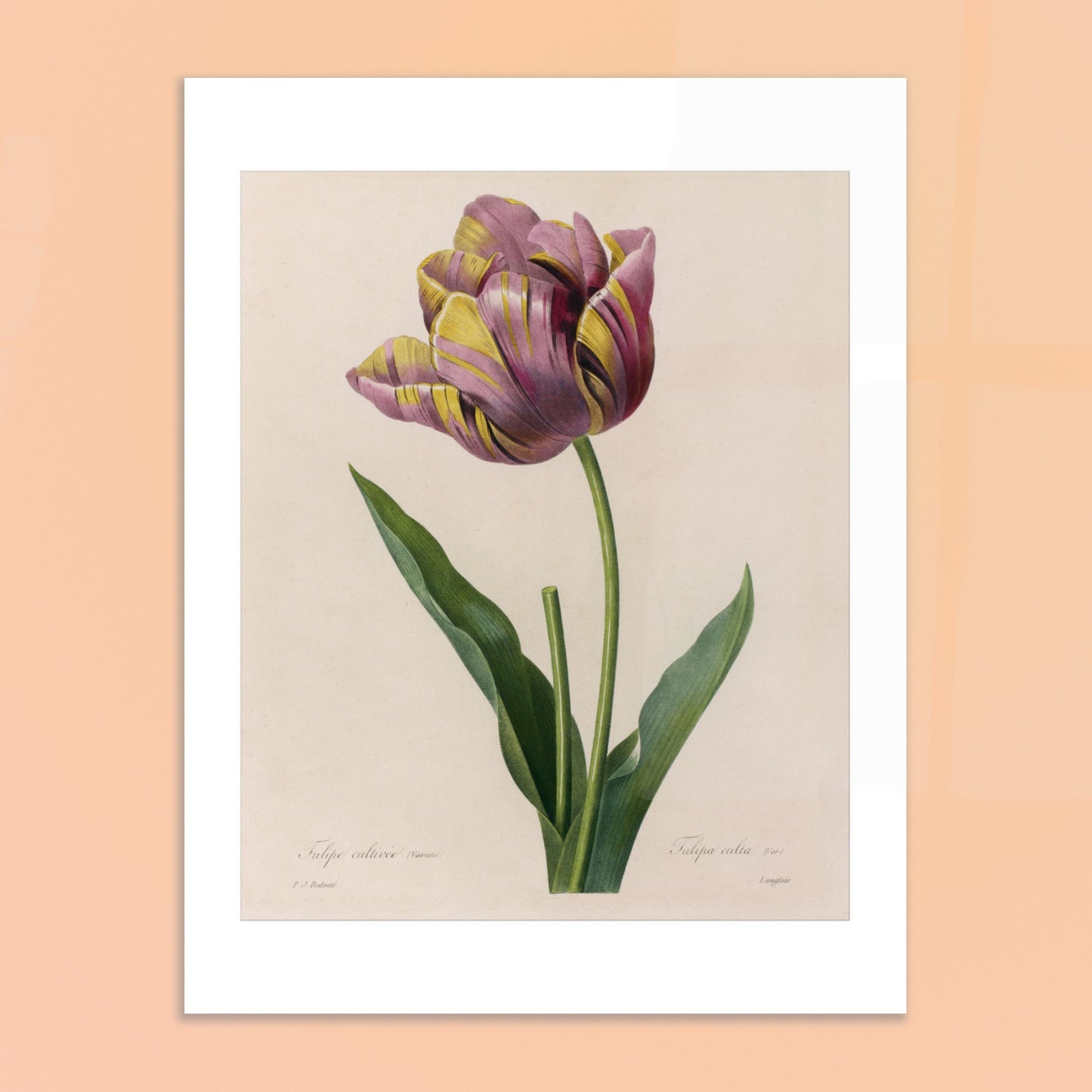 Planche botanique de Tulipe Cultivée panachée, Pierre-Joseph Redouté. Planche botanique de Pierre-Joseph Redouté représentant une tulipe aux pétales rayés de violet et de jaune, avec des feuilles vertes. Image d'illustration 6
