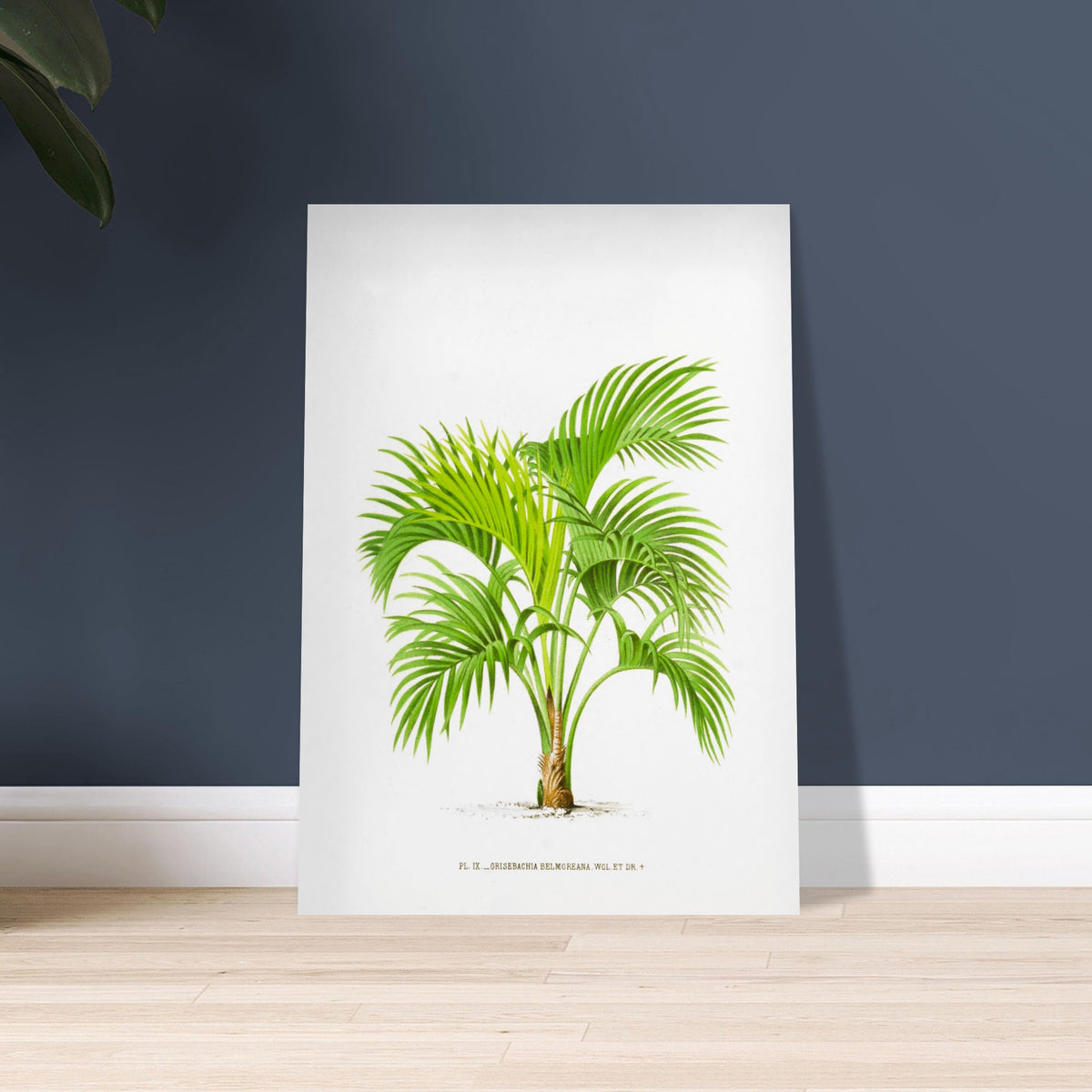 Botanical Plate Kentia Belmoreana (Grisebachia). Botanical illustration of Kentia Belmoreana (Grisebachia), a palm tree with green, arched, pinnate leaves emanating from a thin trunk.