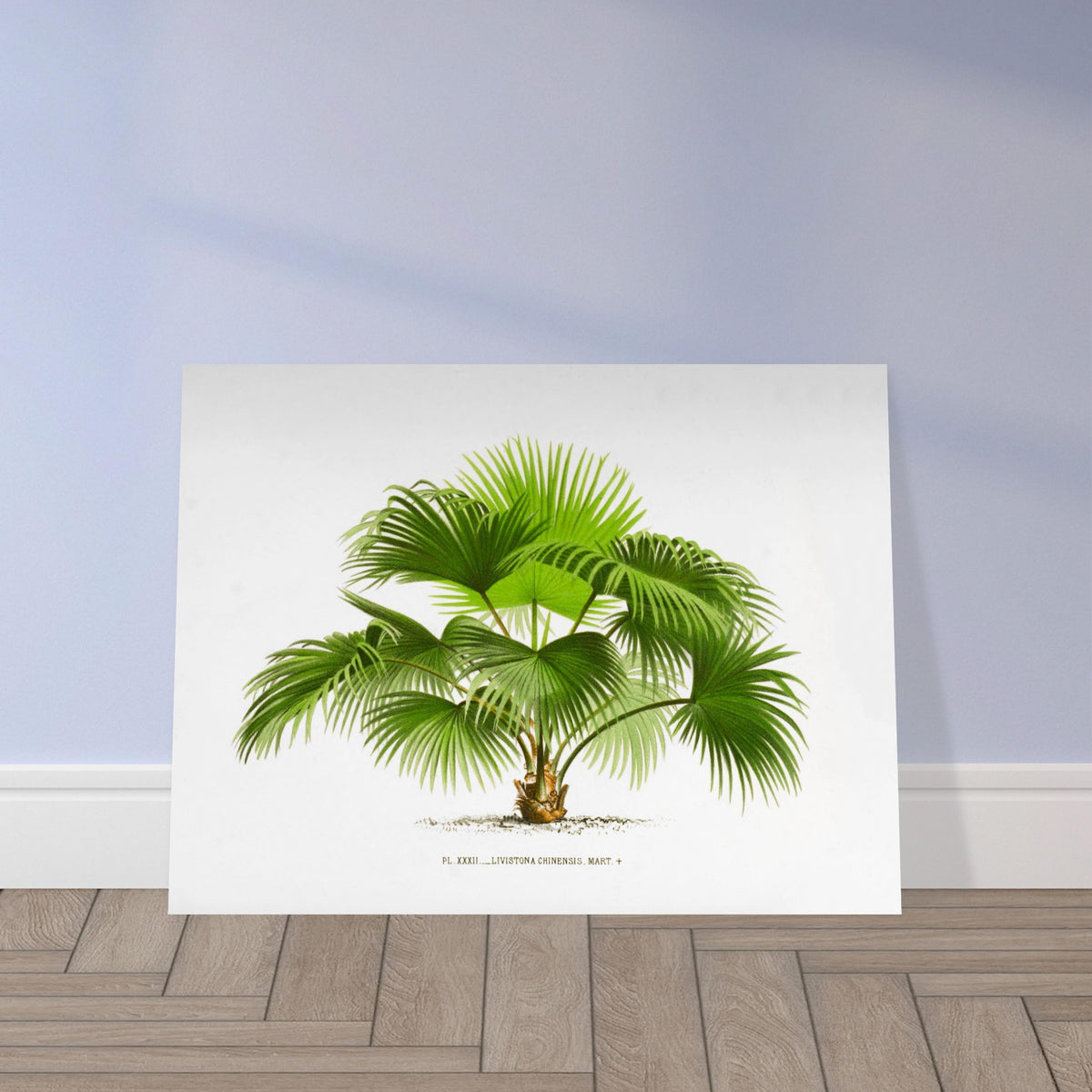 Alte naturkundliche Tafel: Livistona chinensis, Fächerpalme. Alte botanische Illustration der Fächerpalme Livistona Chinensis.