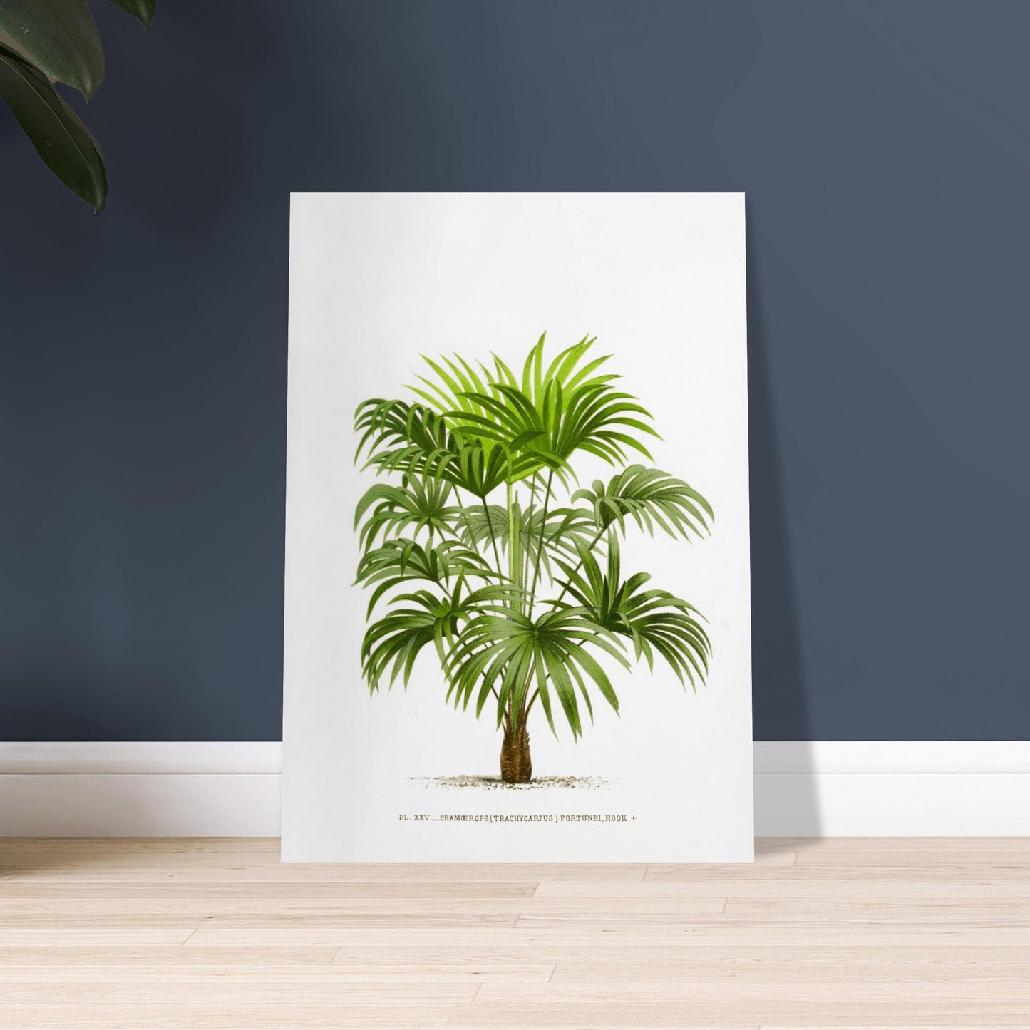Planche botanique ancienne : Trachycarpus fortunei (Palmier de Chine). Illustration botanique d'un palmier Trachycarpus Fortunei, aux feuilles vertes caractéristiques en éventail, émanant d'un tronc robuste. La gravure, sur fond blanc, est accompagnée d'une légende. Image d'illustration 9