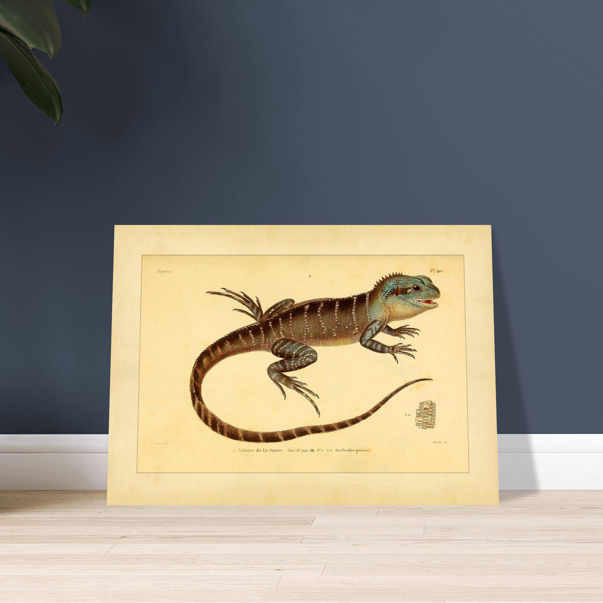 Lesueurs Istiure: Wissenschaftliche Eidechsenillustration. Illustration einer Eidechse, Lesueurs Istiure, in bläulichen und braunen Tönen, mit Mustern auf Körper und Schwanz sowie einer Vergrößerung ihrer Schuppen.