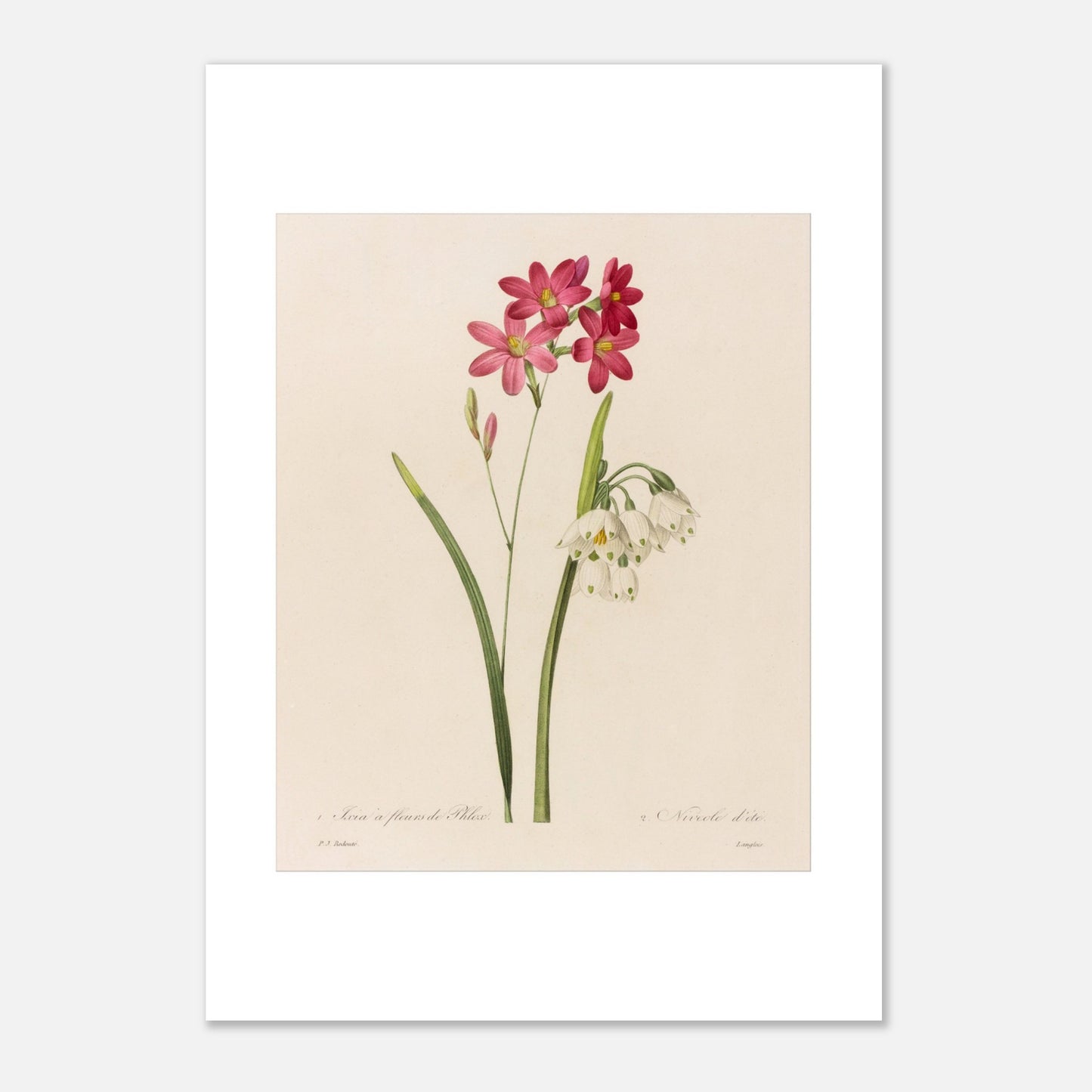 Ixia à Fleurs de Phlox et Nivéole d’Été par Pierre-Joseph Redouté - Taille 21x29,7 cm (A4)