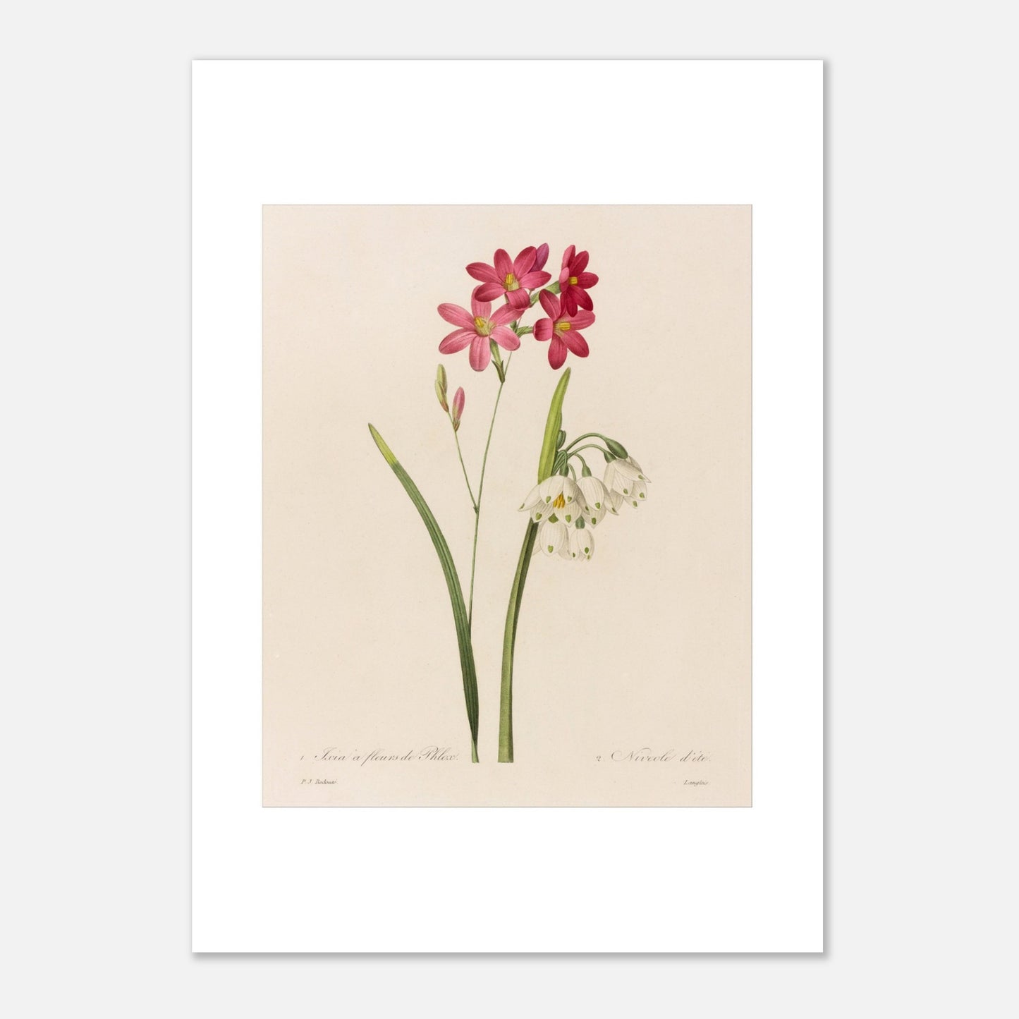 Ixia à Fleurs de Phlox et Nivéole d’Été par Pierre-Joseph Redouté - Taille 42x59,4 cm (A2)