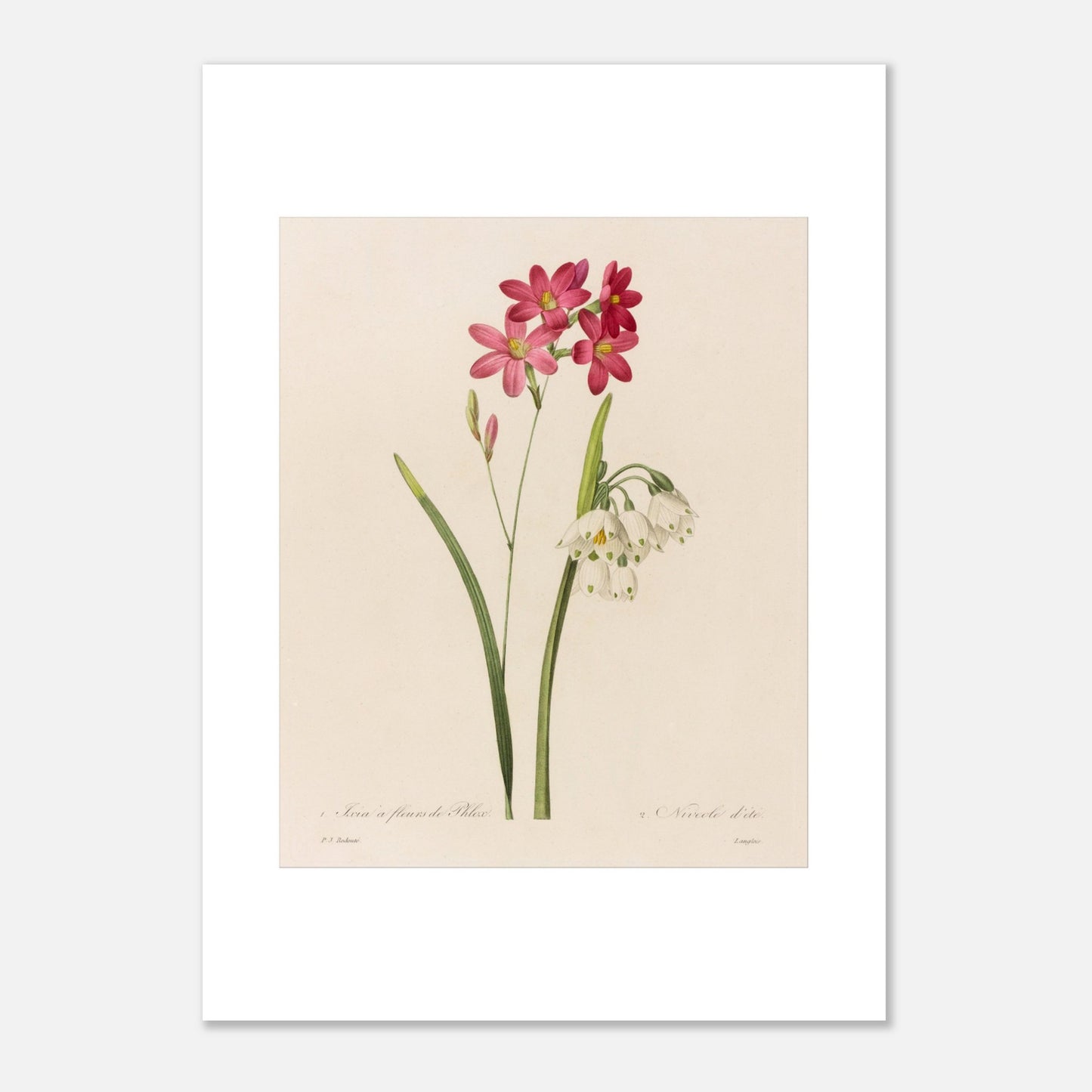 Ixia à Fleurs de Phlox et Nivéole d’Été par Pierre-Joseph Redouté - Taille 50x70 cm