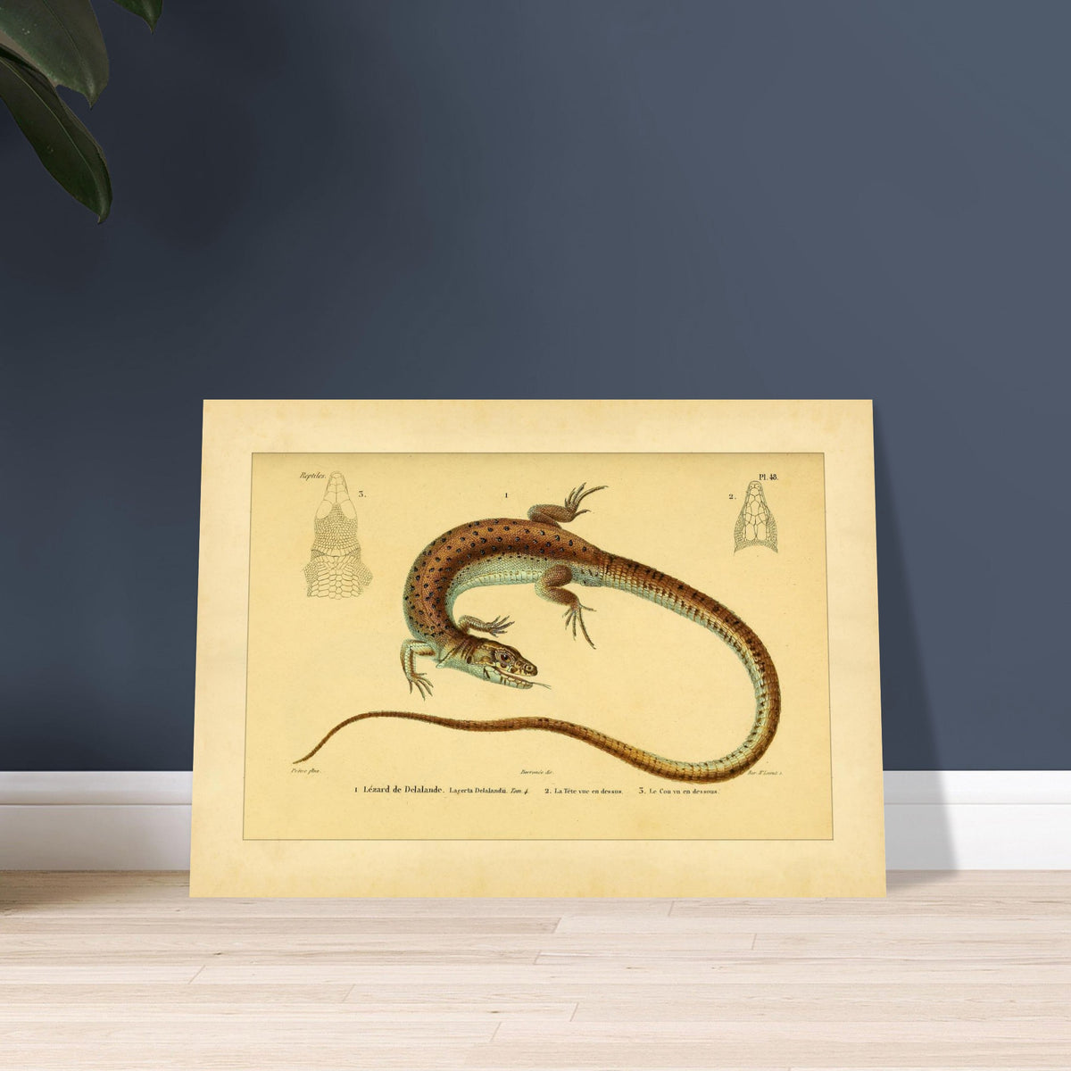 Delalandes Eidechse: Zoologische Illustration von Duméril. Illustration einer gefleckten Delalande-Eidechse mit Ansichten ihres Kopfes von vorne und im Profil.