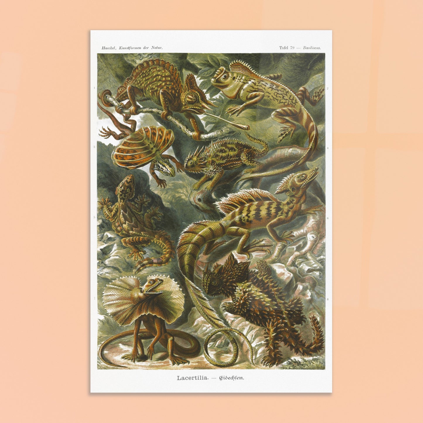 Planche de Lézards et Basilic — Ernst Haeckel. Planche naturaliste d'Ernst Haeckel illustrant diverses espèces de lézards, dont le basilic, avec des numérotations et légendes en allemand. Image d'illustration 8