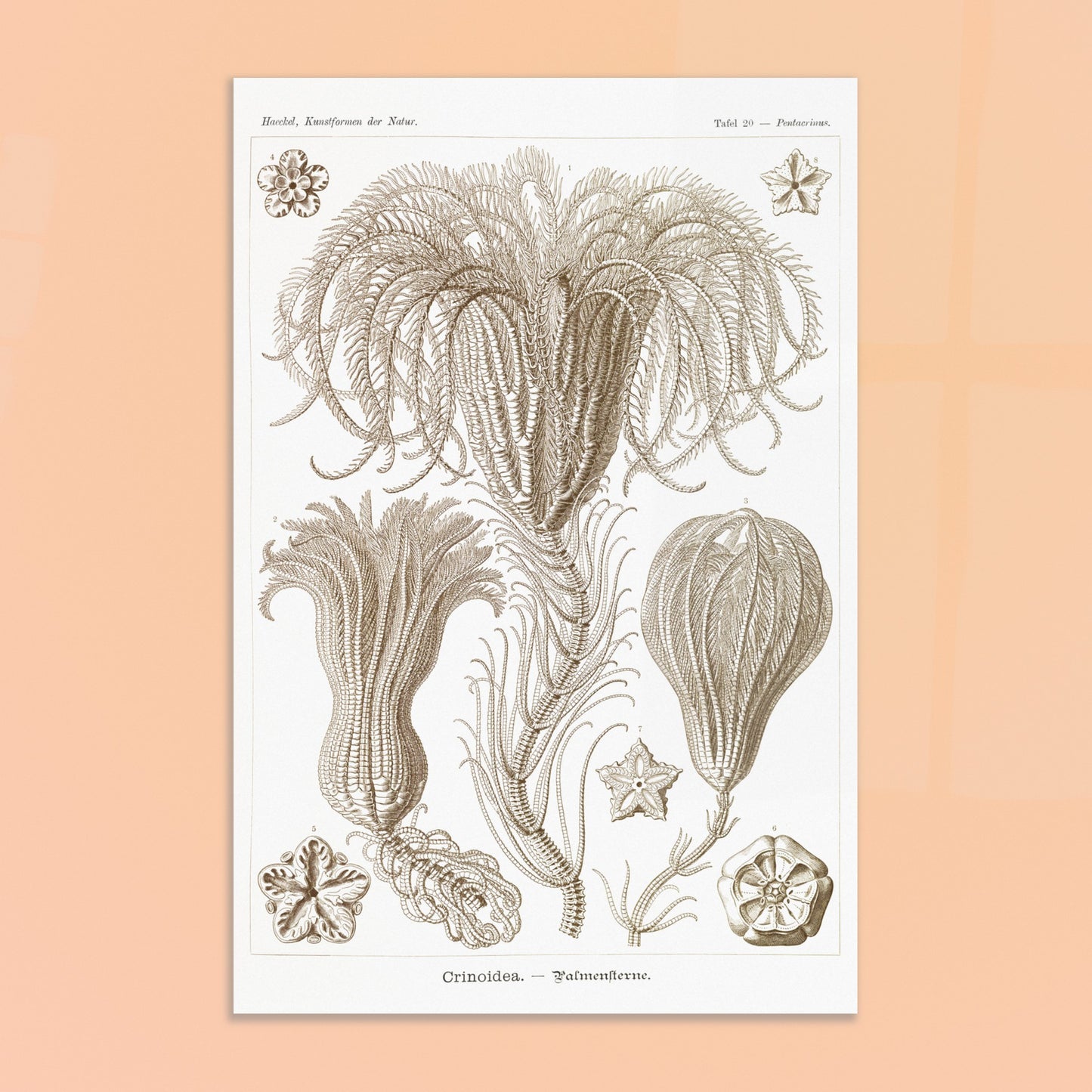 Illustration ancienne Lys de mer par Ernst Haeckel. Planche d'illustrations scientifiques par Ernst Haeckel, représentant plusieurs espèces de lys de mer avec leurs structures délicates et ramifiées sur fond blanc. Image d'illustration 8