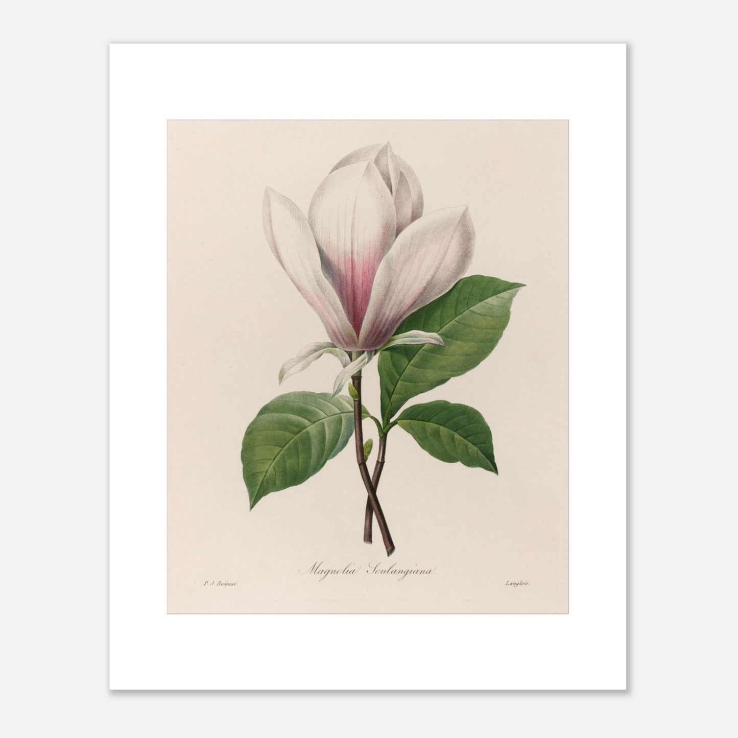 Magnolia Soulangeana par Pierre-Joseph Redouté - Taille 40x50 cm