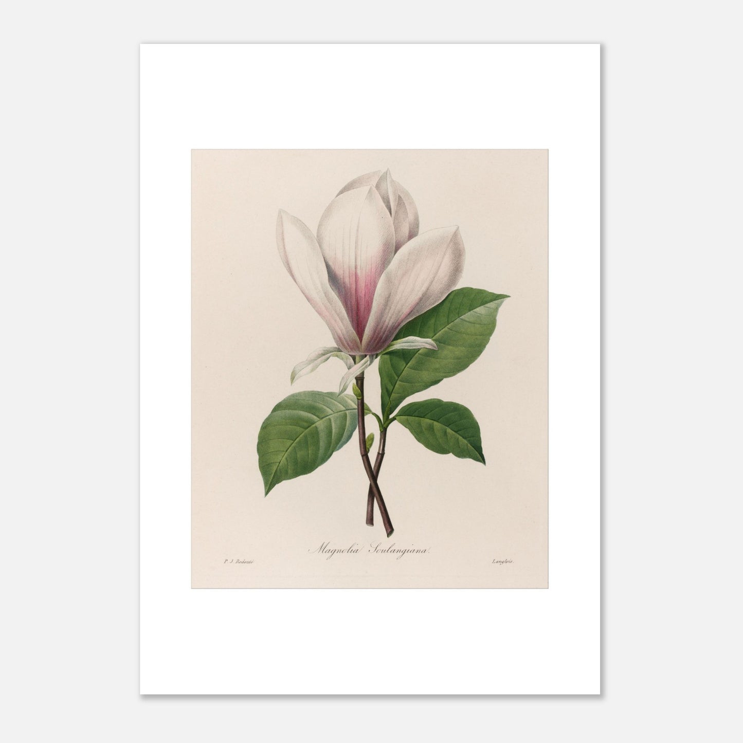 Magnolia Soulangeana par Pierre-Joseph Redouté - Taille 42x59,4 cm (A2)