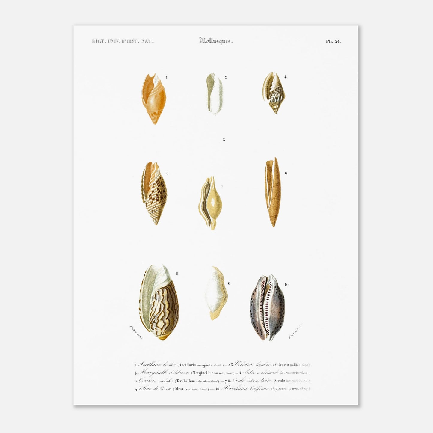 Mitre scabriuscule, Volvaire hyaline, Tarière subulée, Ancillaire bordée, Olive du Pérou, Marginelle d’Adanson, Ovule intermédiaire, Porcelaine bouffonne - illustration naturaliste du Dictionnaire Uni - Taille 30x40 cm