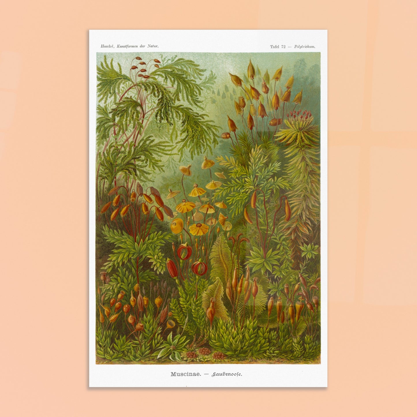 Planche de Mousses (Muscinae) — Ernst Haeckel. Illustration scientifique d'Ernst Haeckel représentant diverses espèces de mousses, avec des détails sur leurs sporanges et leurs structures végétatives, dans des tons de vert et de brun. Image d'illustration 8