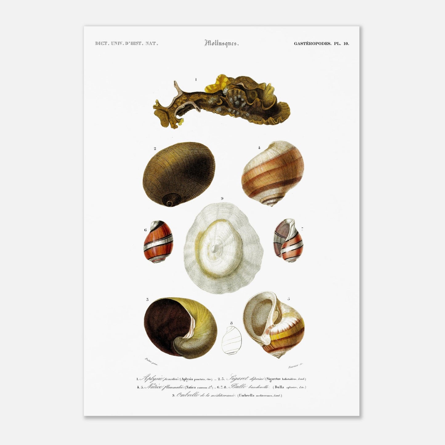 Natice flammulée, Sigaret déprimé, Bulle Banderole, Aplysie ponctuée, Ombrelle de la Méditerranée - illustration naturaliste du Dictionnaire Universel d'Histoire Naturelle de Charles d'Orbigny - Taille 42x59,4 cm (A2)