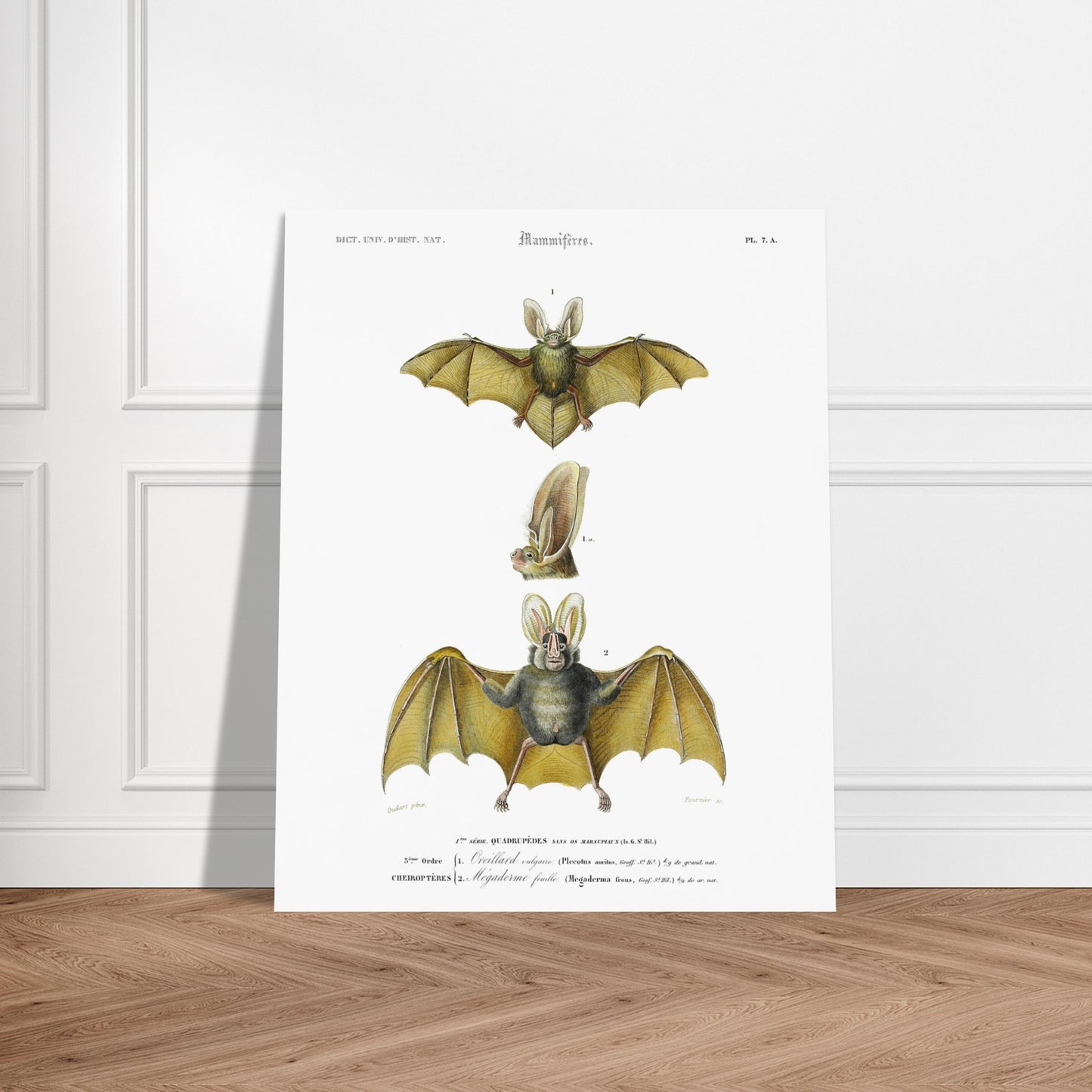 Oreillard vulgaire, Mégaderme feuille - illustration naturaliste du Dictionnaire Universel d'Histoire Naturelle de Charles d'Orbigny - image 52907915706701
