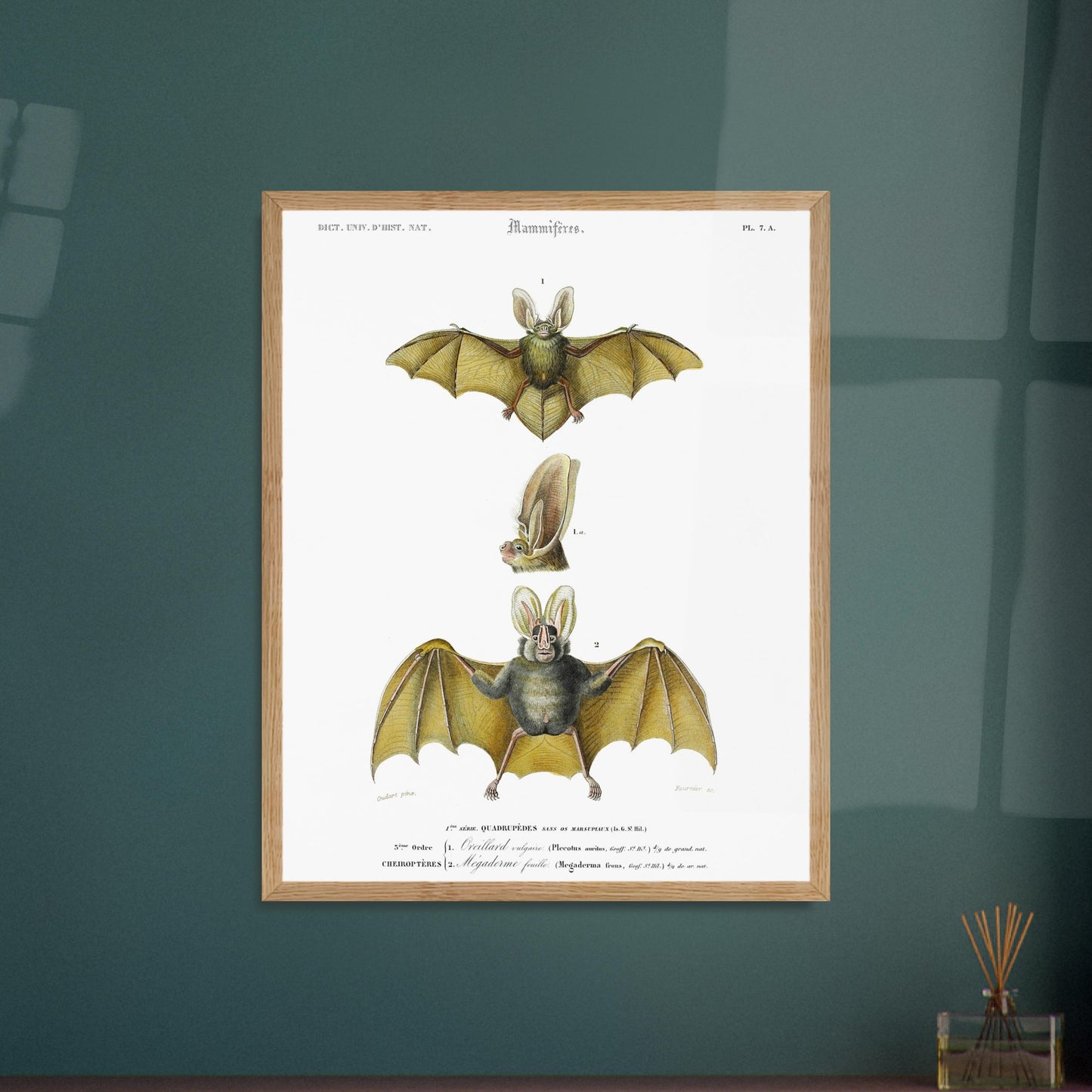 Oreillard vulgaire, Mégaderme feuille - illustration naturaliste du Dictionnaire Universel d'Histoire Naturelle de Charles d'Orbigny - image 52907915739469
