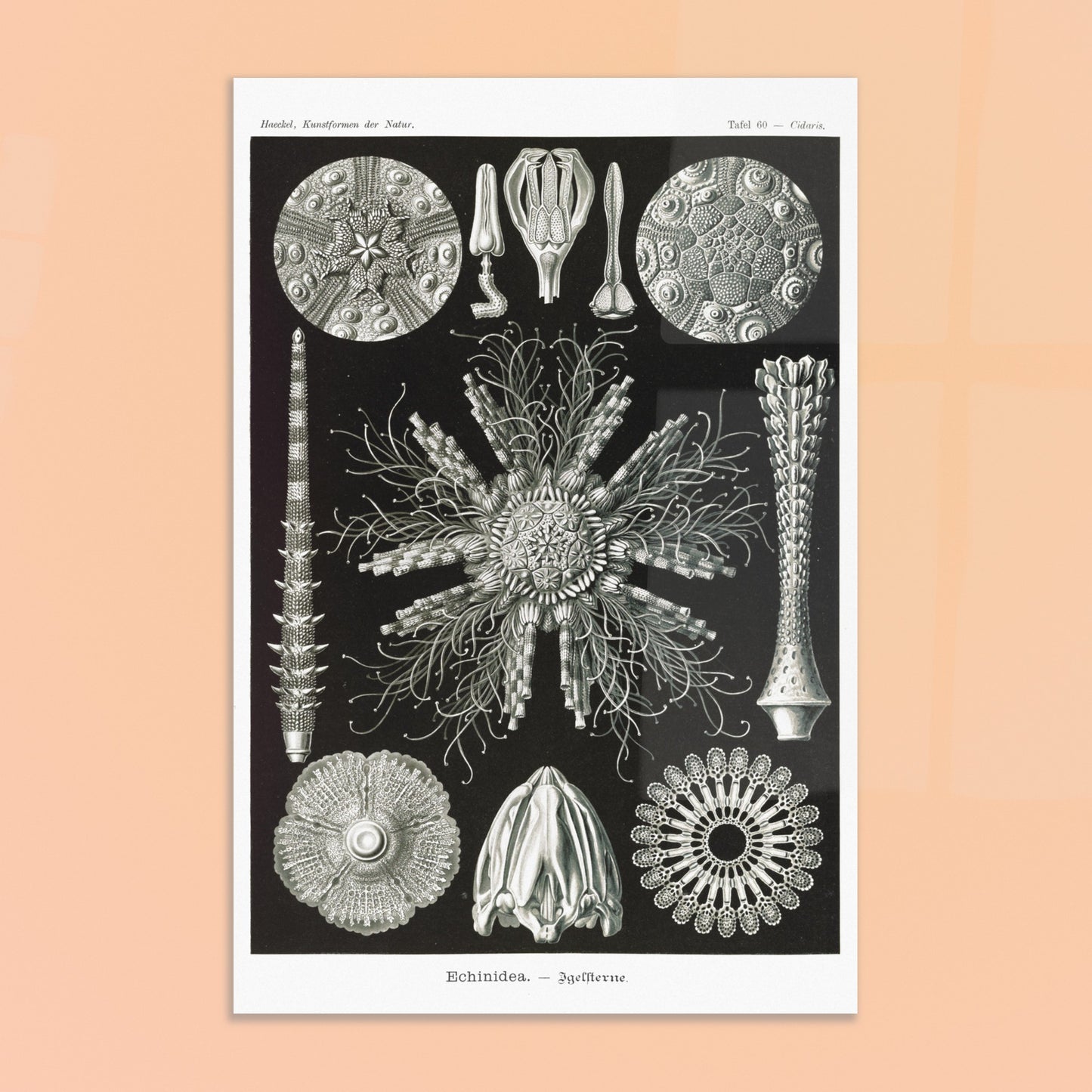 Planche d'oursins Echinidea - Illustration naturaliste d'Ernst Haeckel. Planche encyclopédique d'oursins et de formes similaires par Ernst Haeckel, représentant plusieurs spécimens avec des détails anatomiques variés sur fond noir. Image d'illustration 8