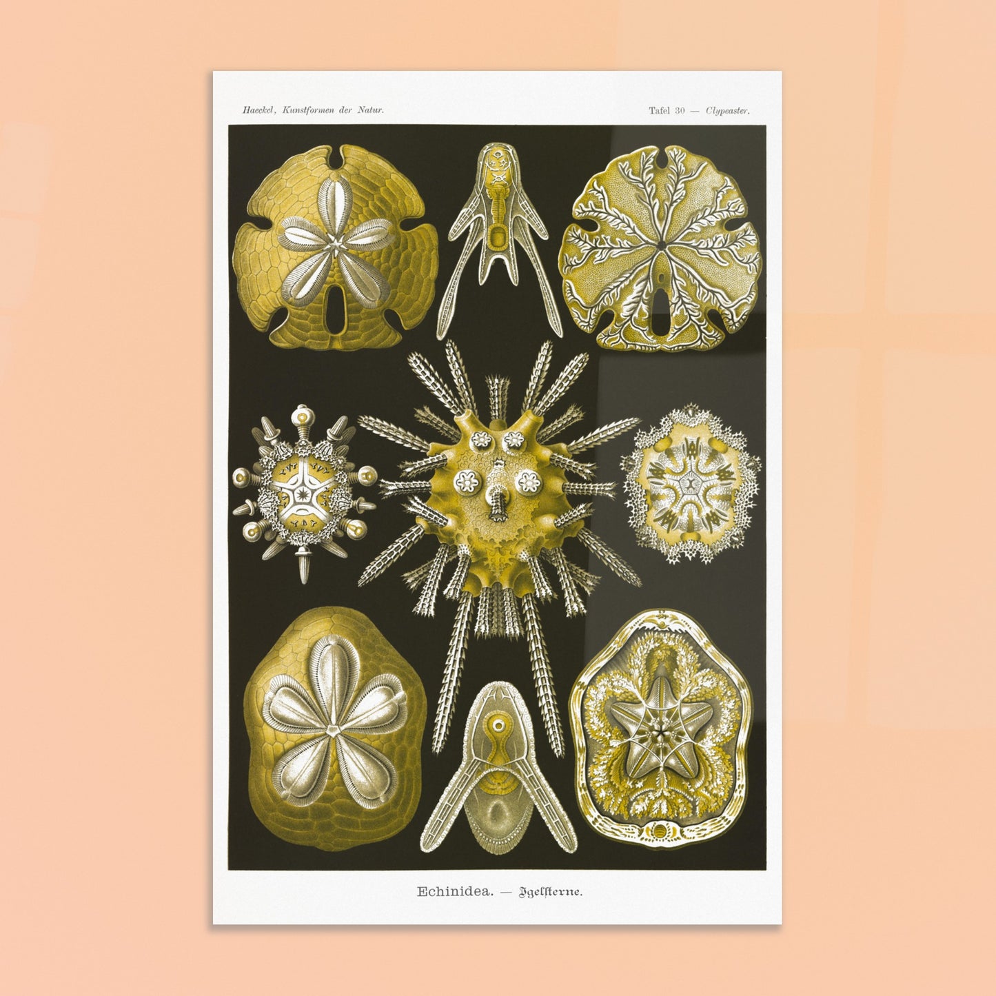 Planche naturaliste d'Oursins par Ernst Haeckel. Planche scientifique du Kunstformen der Natur d'Ernst Haeckel, représentant diverses formes d'oursins et de dollars des sables, principalement en jaune et blanc sur fond noir. Image d'illustration 8