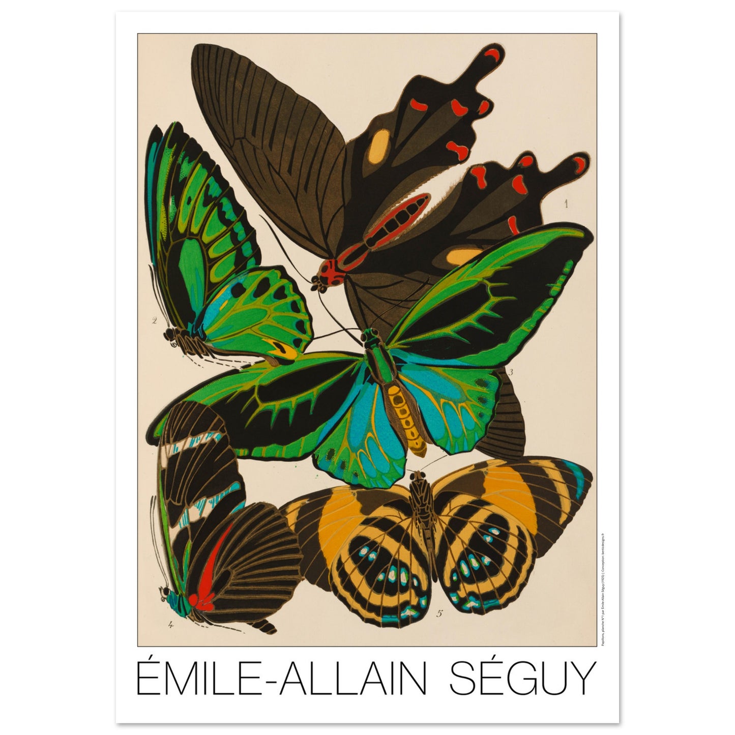 Papilio phloxenus, Troides priamus-posiedon, Heliconius antiochus, Catagramma miniona - papillons décoratifs par Émile-Allain Séguy - Taille 84,1x118,9 cm (A0)