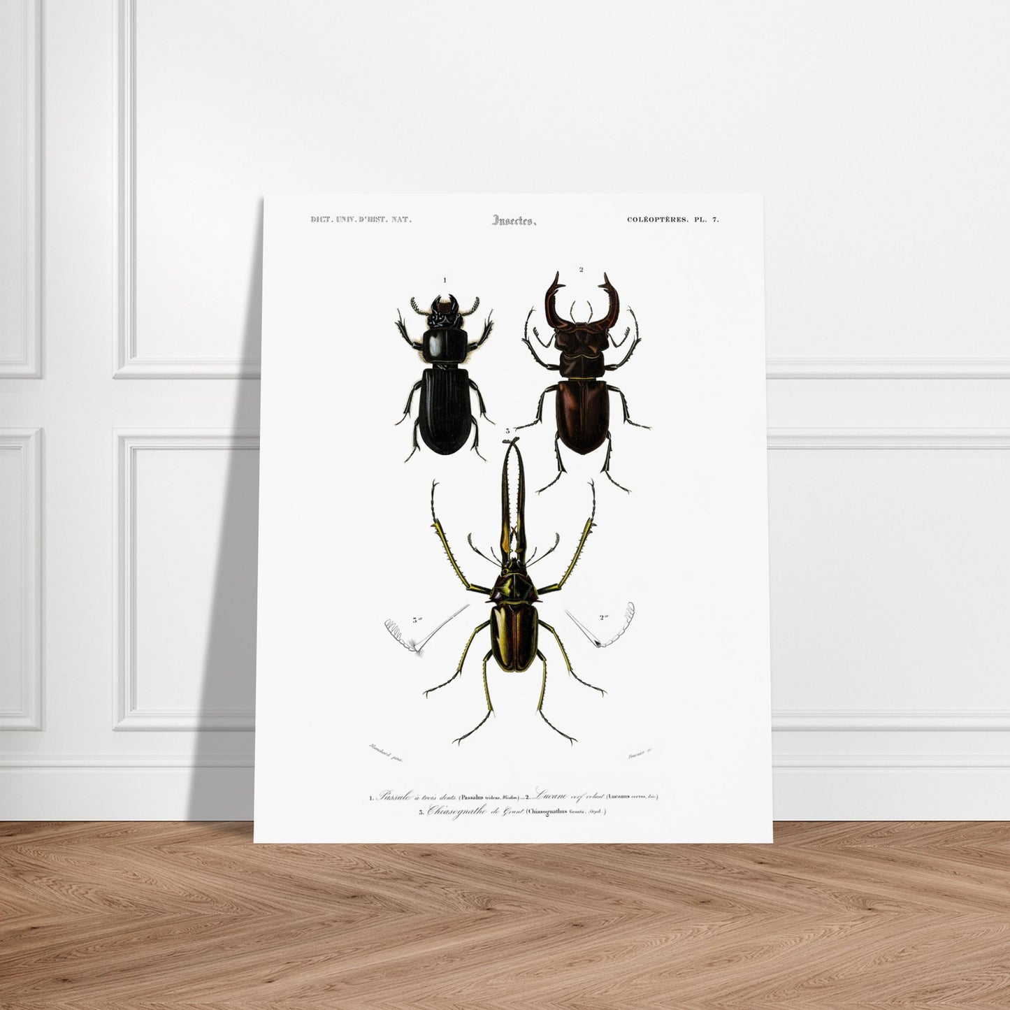 Passale à trois dents, Lucane cerf-volant, Chyasognathe de Grant - illustration naturaliste du Dictionnaire Universel d'Histoire Naturelle de Charles d'Orbigny - image 52907664867661