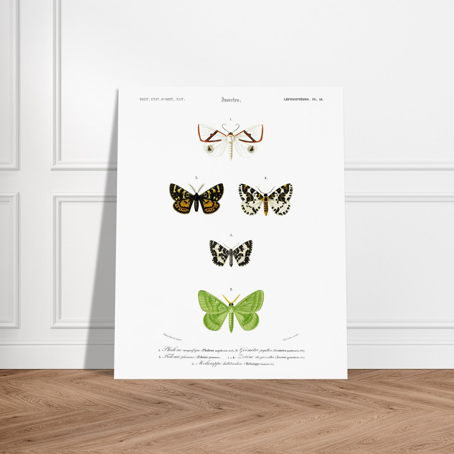 Phalène magnifique, Géomètre papillon, Fidonie plumeuse, Zérène du groseillier, Mélanippe hallebardière - illustration naturaliste du Dictionnaire Universel d'Histoire Naturelle de Charles d'Orbigny - image 52907748491597