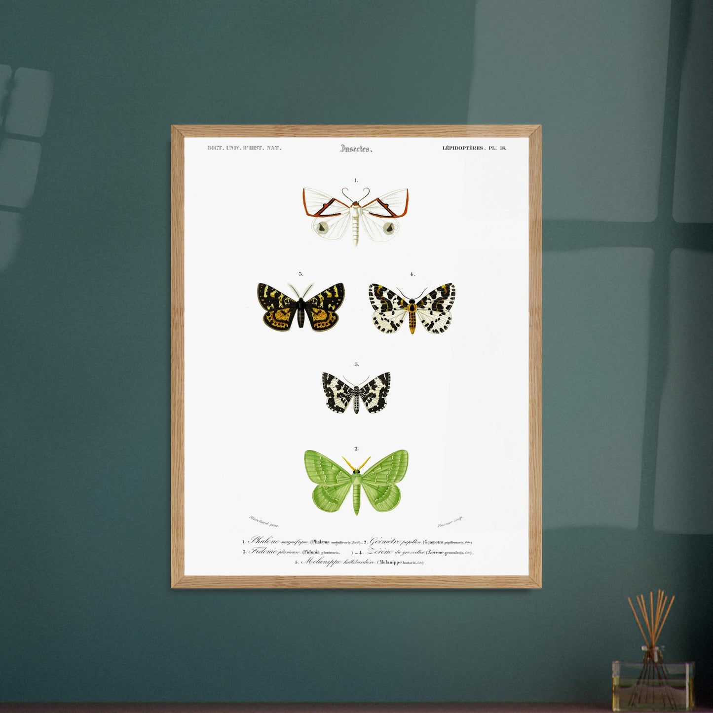 Phalène magnifique, Géomètre papillon, Fidonie plumeuse, Zérène du groseillier, Mélanippe hallebardière - illustration naturaliste du Dictionnaire Universel d'Histoire Naturelle de Charles d'Orbigny - image 52907748524365
