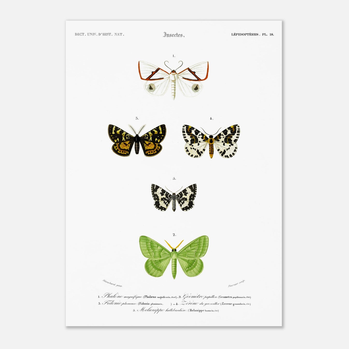 Phalène magnifique, Géomètre papillon, Fidonie plumeuse, Zérène du groseillier, Mélanippe hallebardière - illustration naturaliste du Dictionnaire Universel d'Histoire Naturelle de Charles d'Orbigny - Taille 42x59,4 cm (A2)