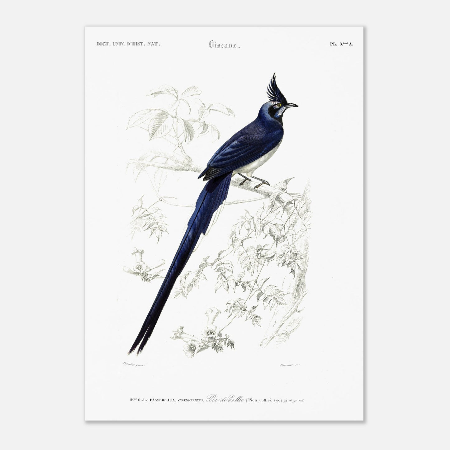 Pie de Collie - illustration naturaliste du Dictionnaire Universel d'Histoire Naturelle de Charles d'Orbigny - Taille 42x59,4 cm (A2)